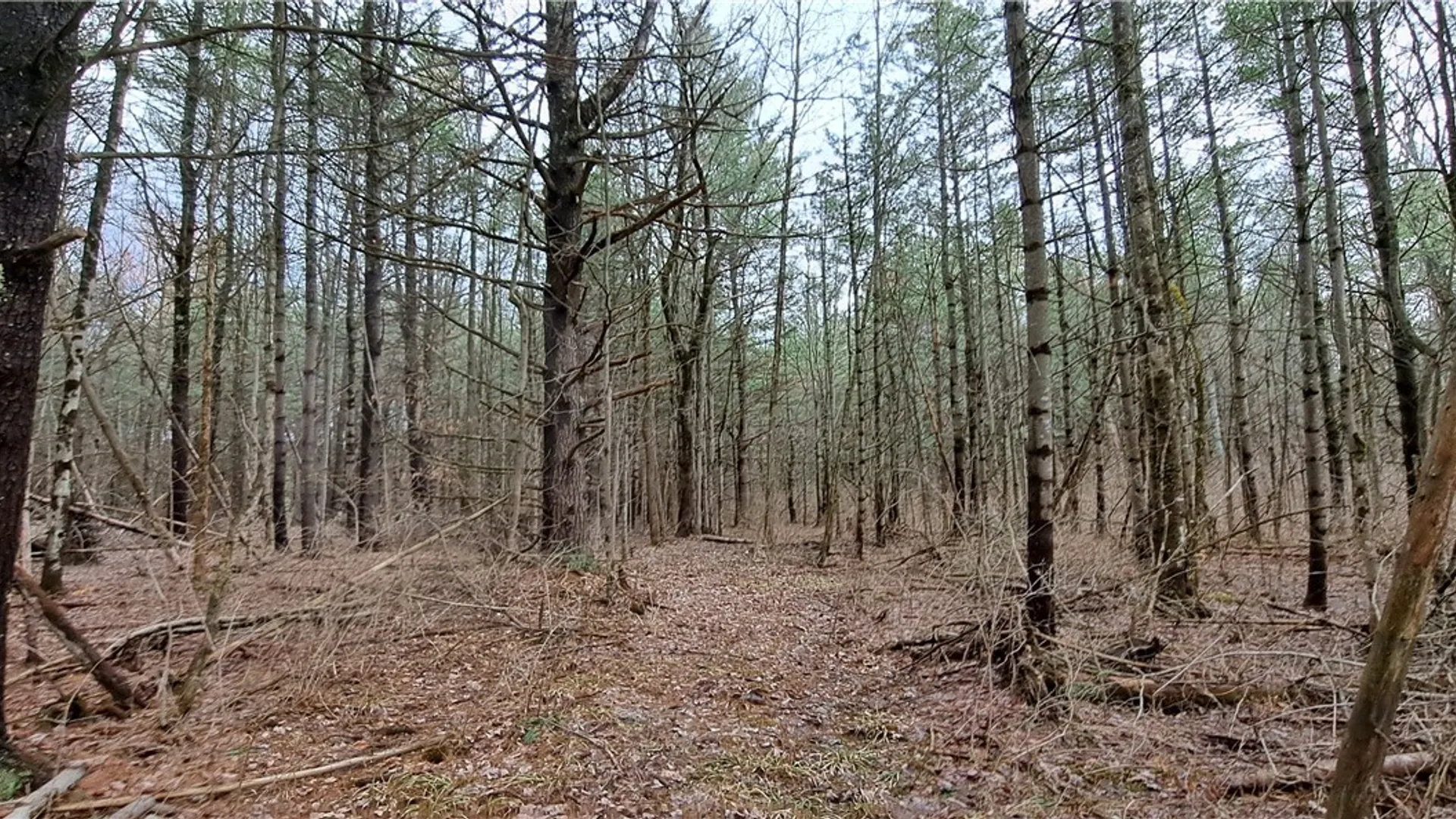 Property at Lead Mine Rd, Rossie, NY 13679 3