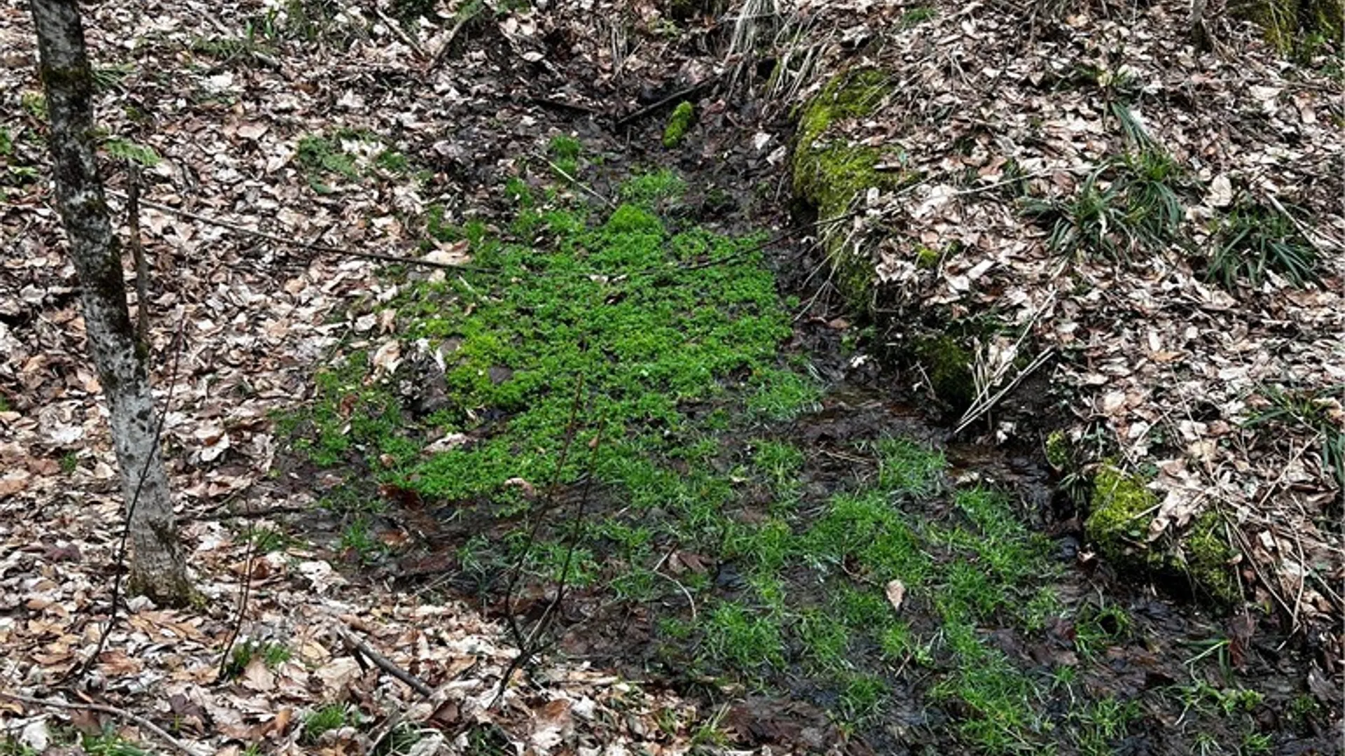 Property at 0 Moulton Road, Clarksville, NY 14727 8