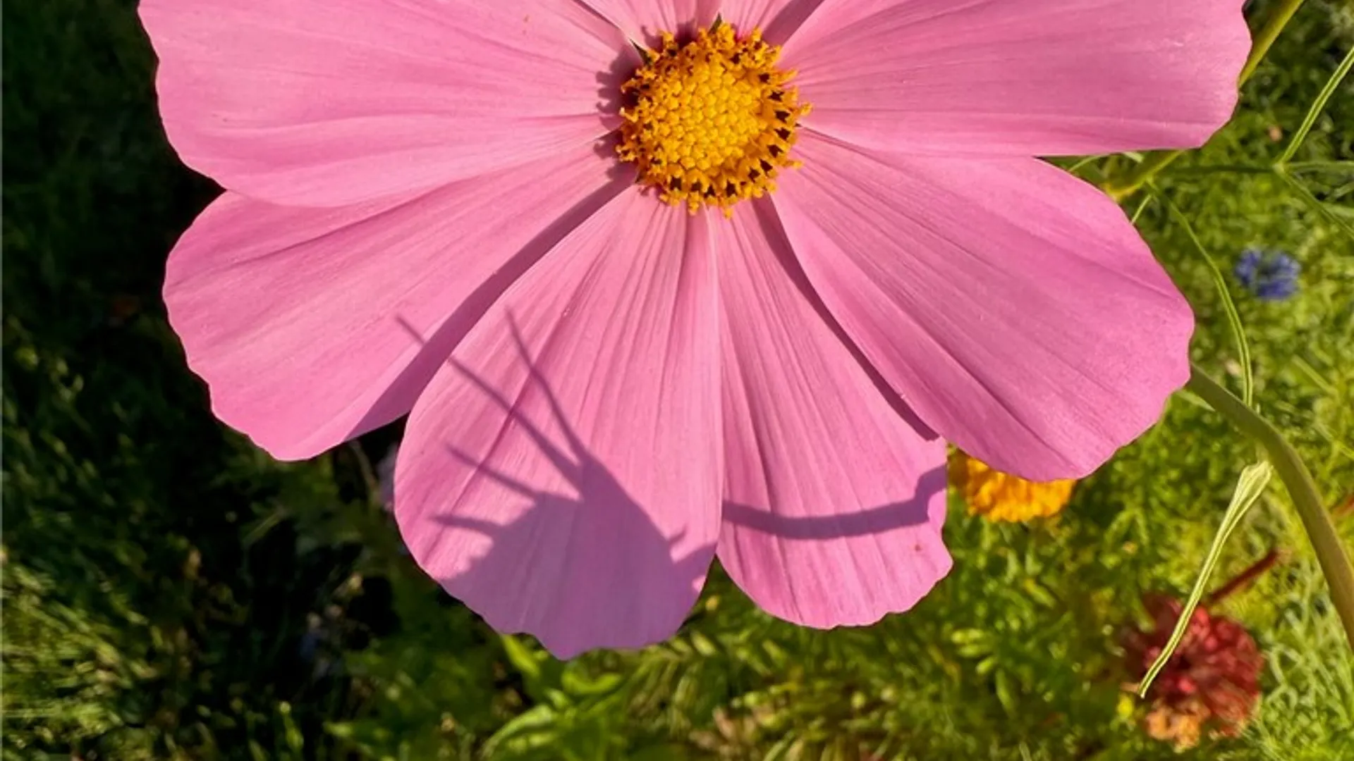 Property at 24 Masthead Way, Henrietta, NY 14622 33