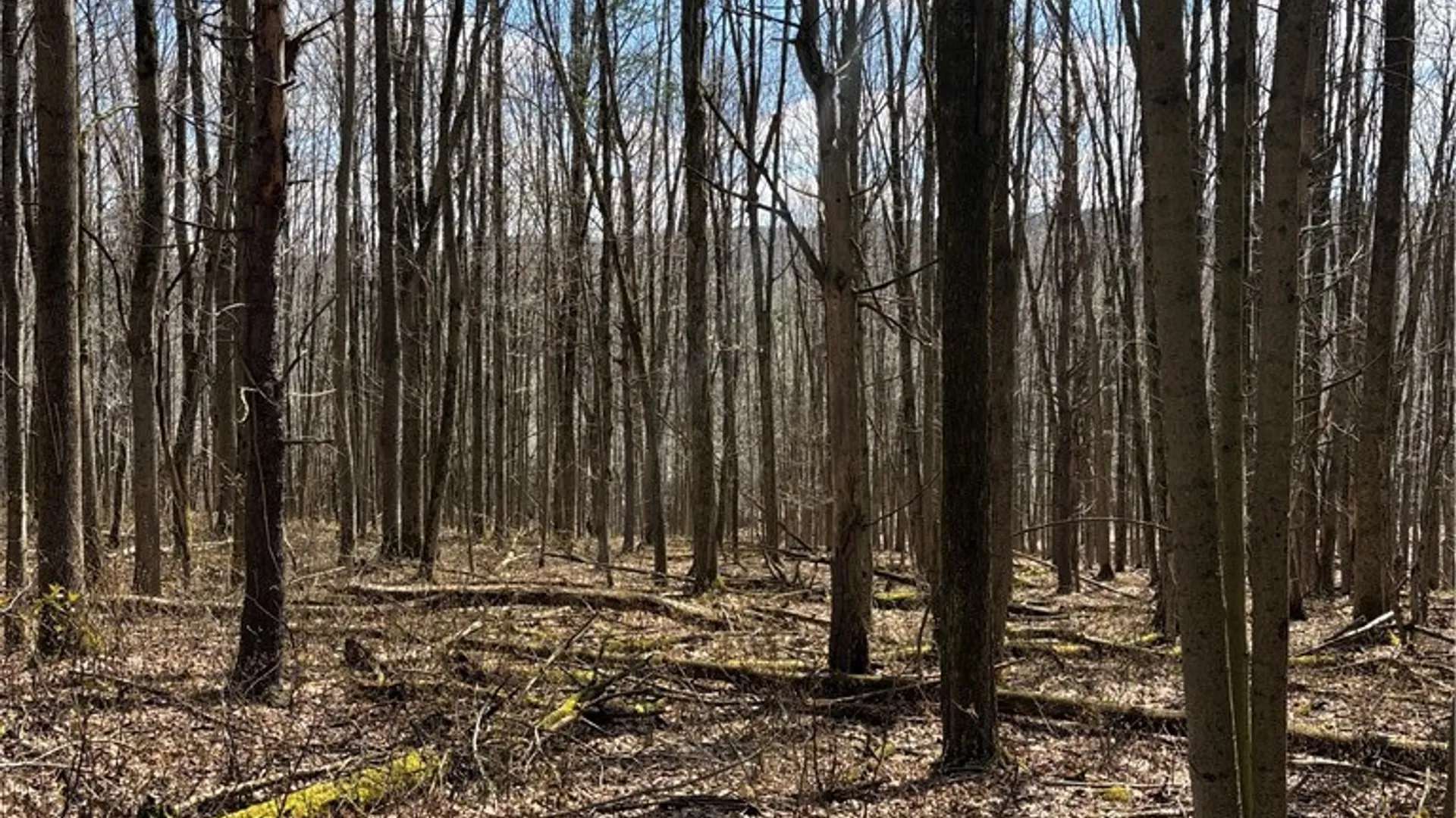 Property at Flat Iron Road, Granger, NY 14846 22