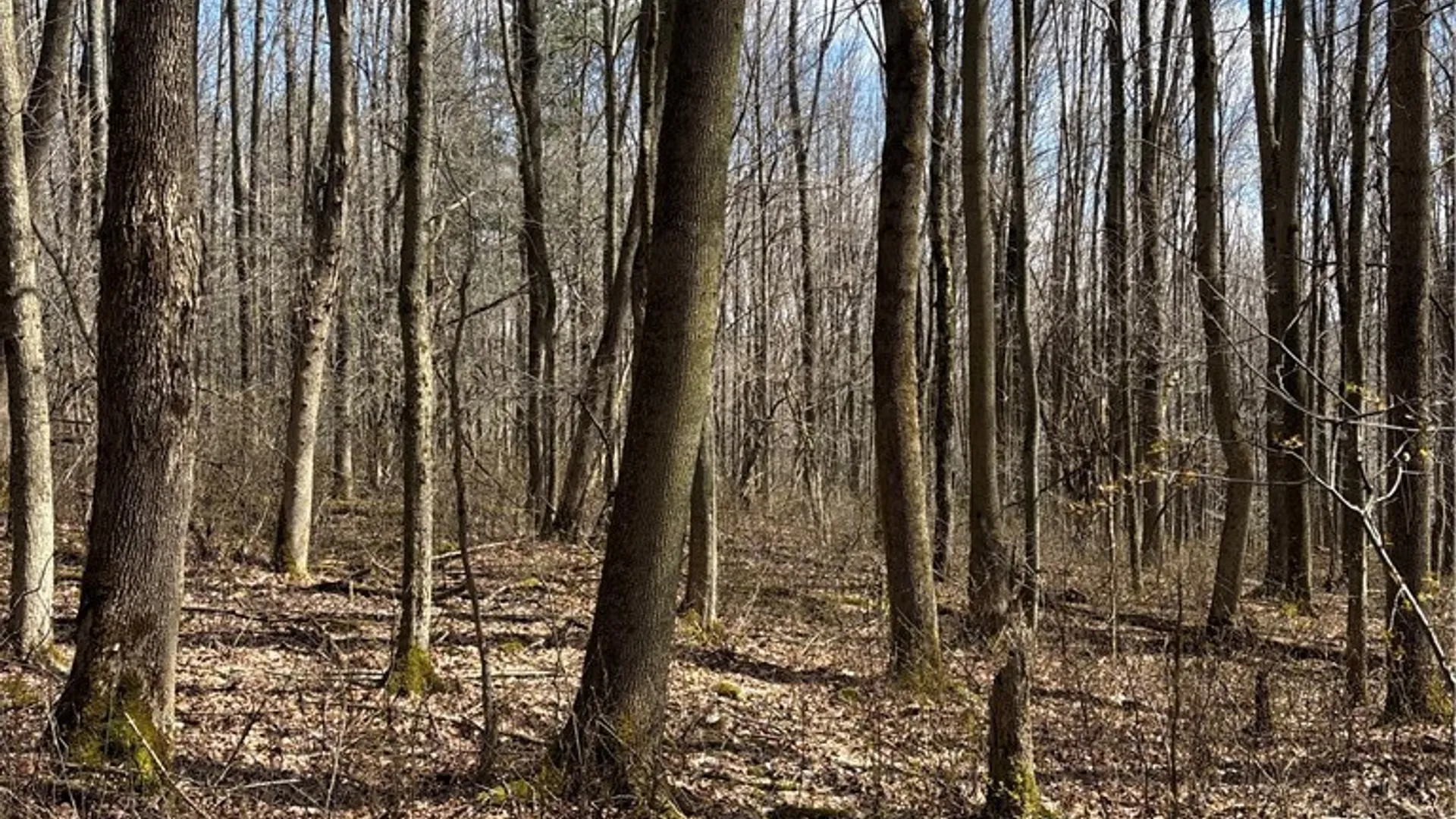Property at Flat Iron Road, Granger, NY 14846 23