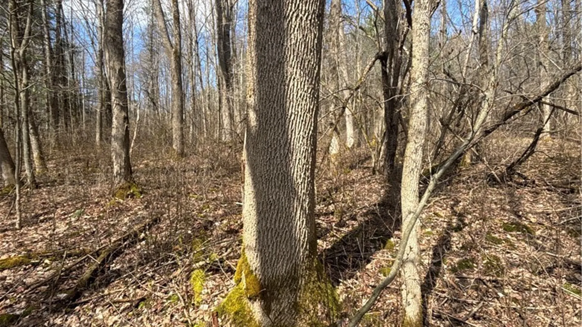 Property at Flat Iron Road, Granger, NY 14846 24
