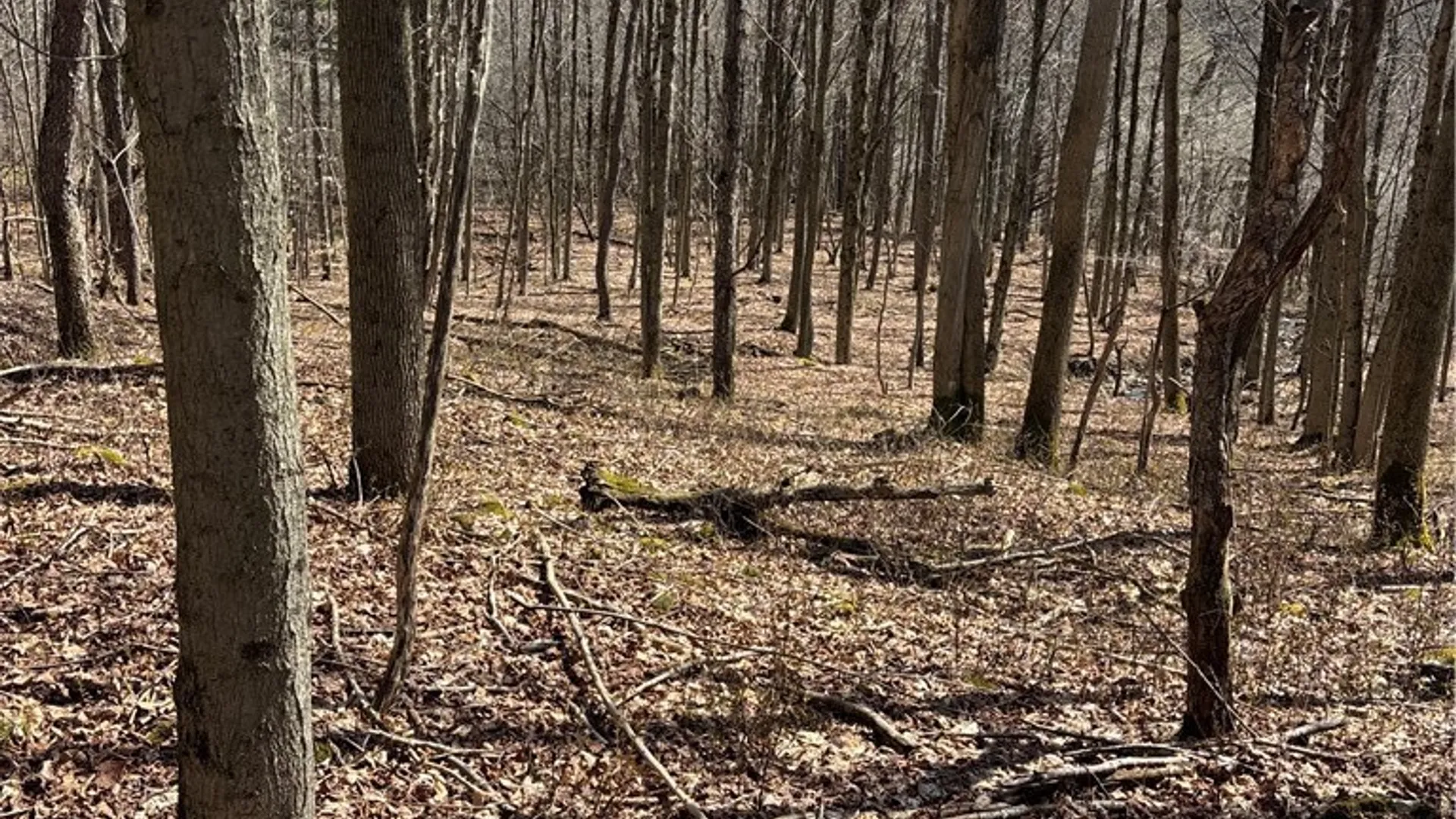 Property at Flat Iron Road, Granger, NY 14846 27