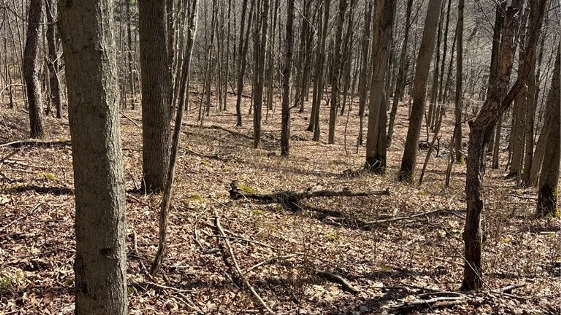 Property at Flat Iron Road, Granger, NY 14846 28