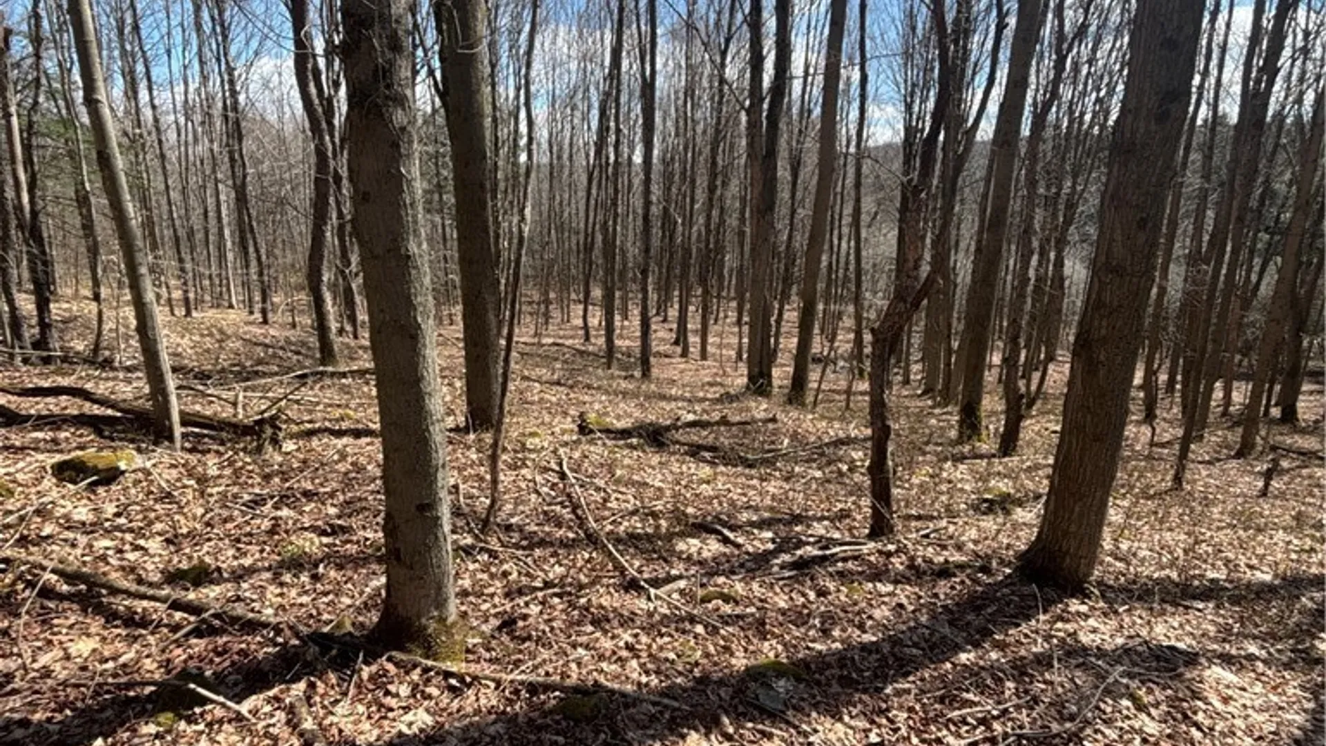 Property at Flat Iron Road, Granger, NY 14846 29