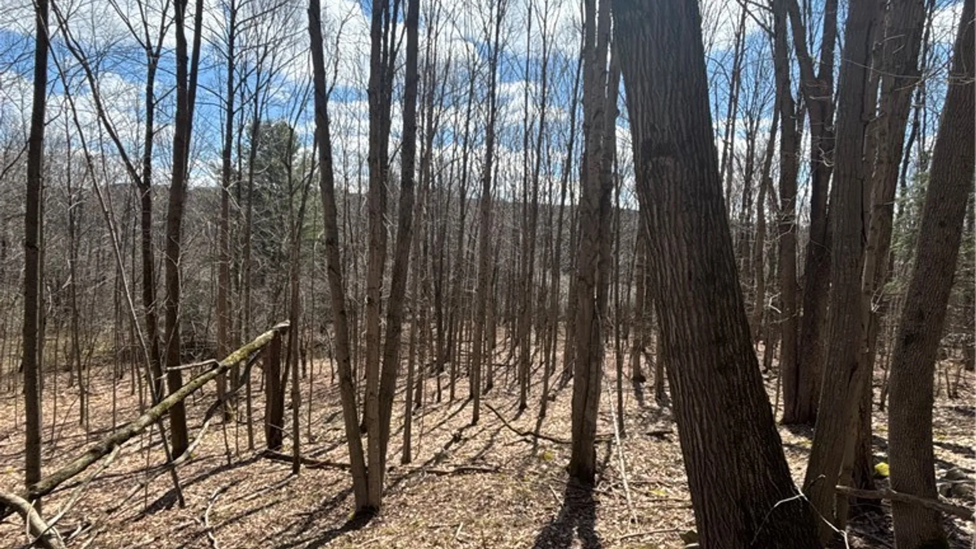 Property at Flat Iron Road, Granger, NY 14846 33
