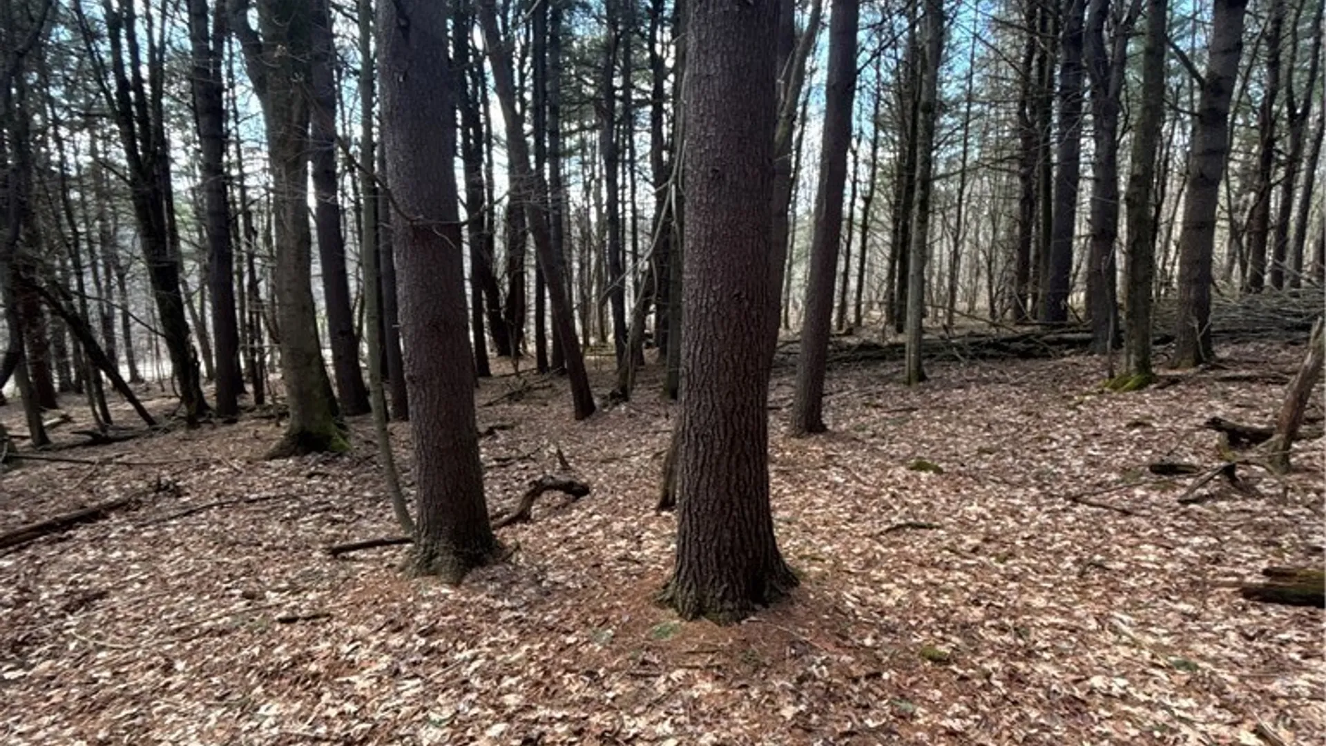 Property at Flat Iron Road, Granger, NY 14846 37