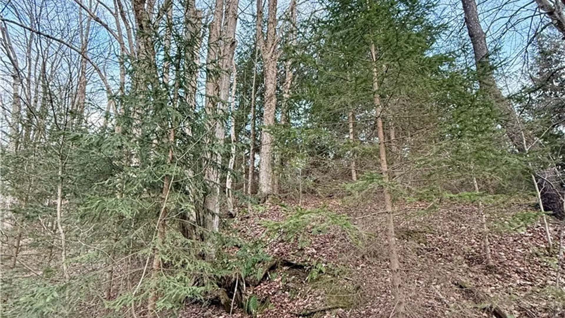 Property at Springer Road, Lincklaen, NY 13052 10