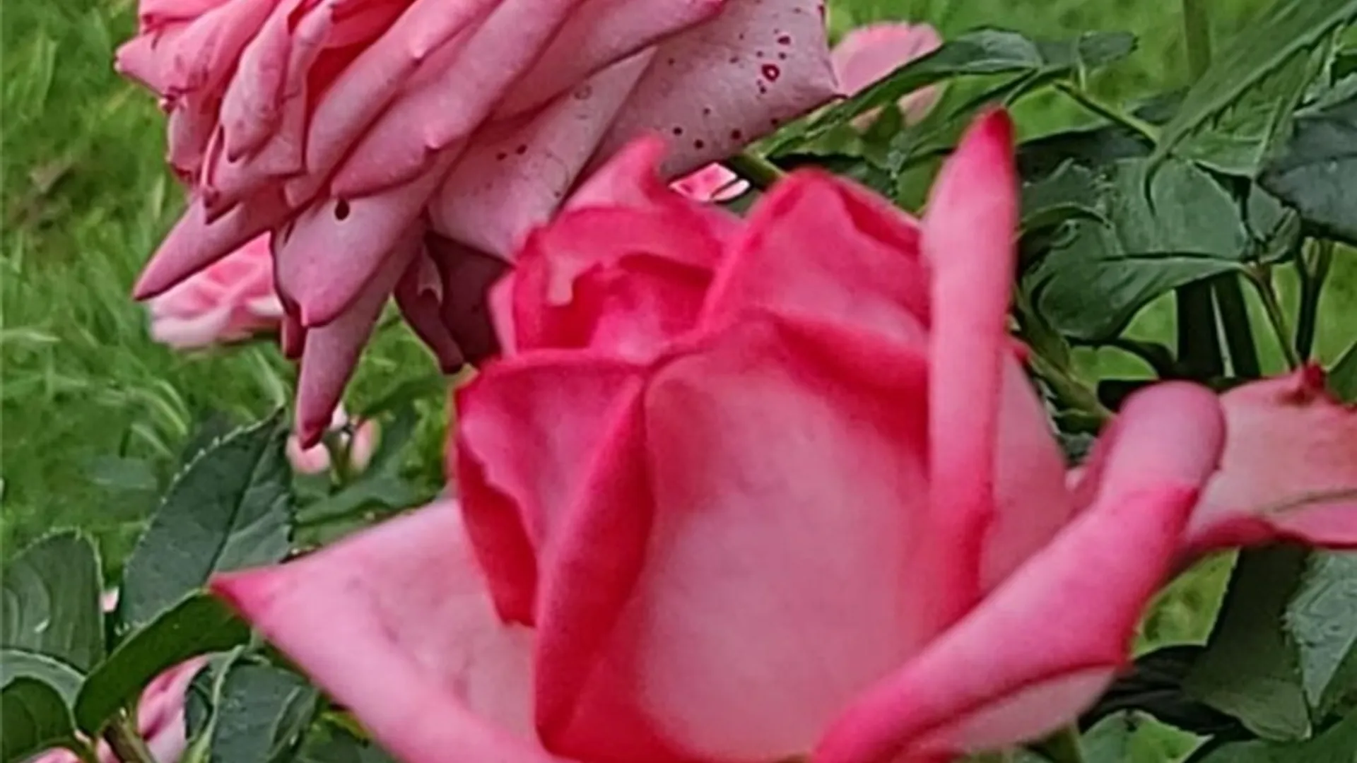 Property at 114 Memorial Parkway, Utica, NY 13501 40