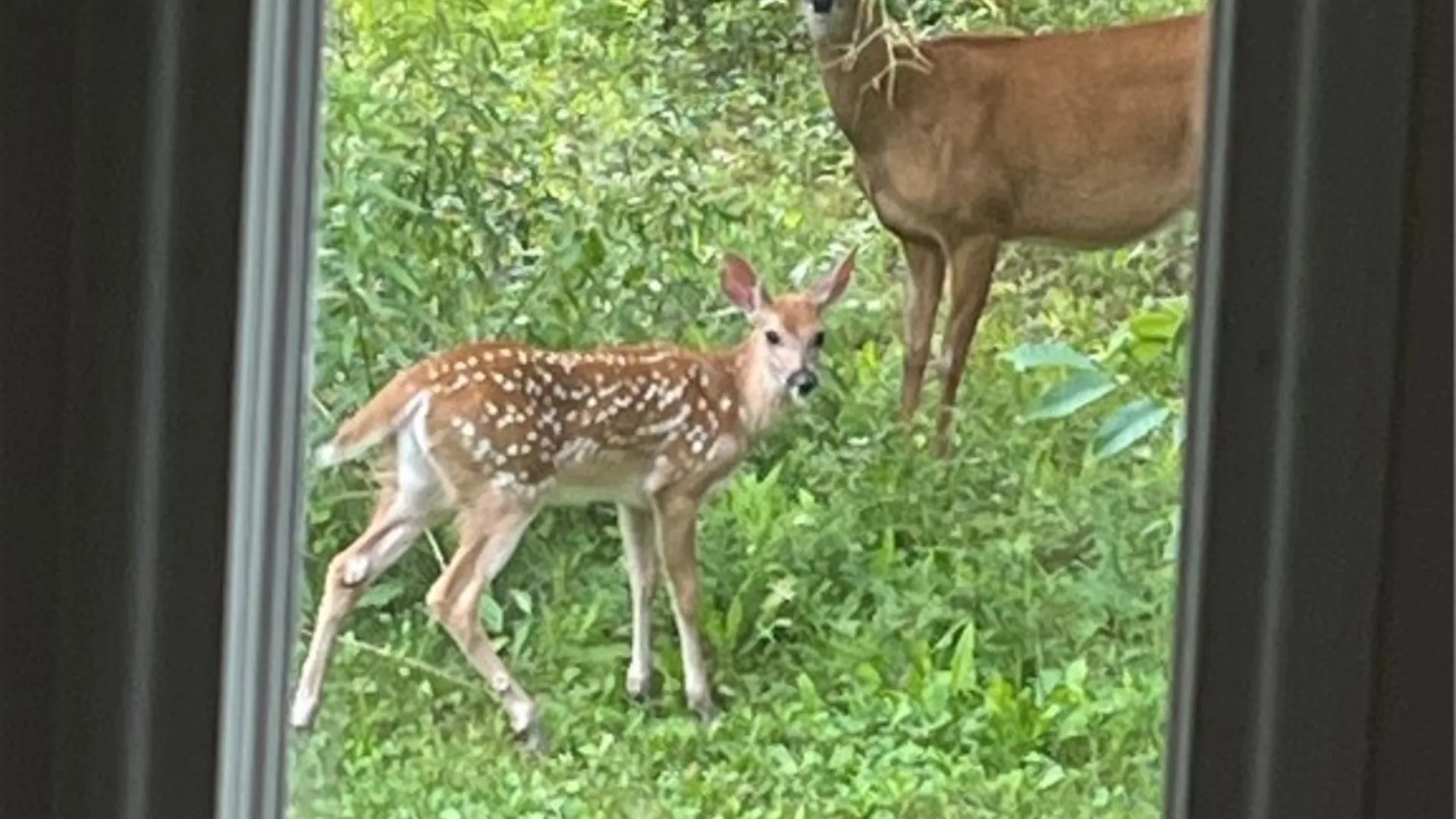 Property at 51 Hillcrest Road, Lansing, NY 14850 43