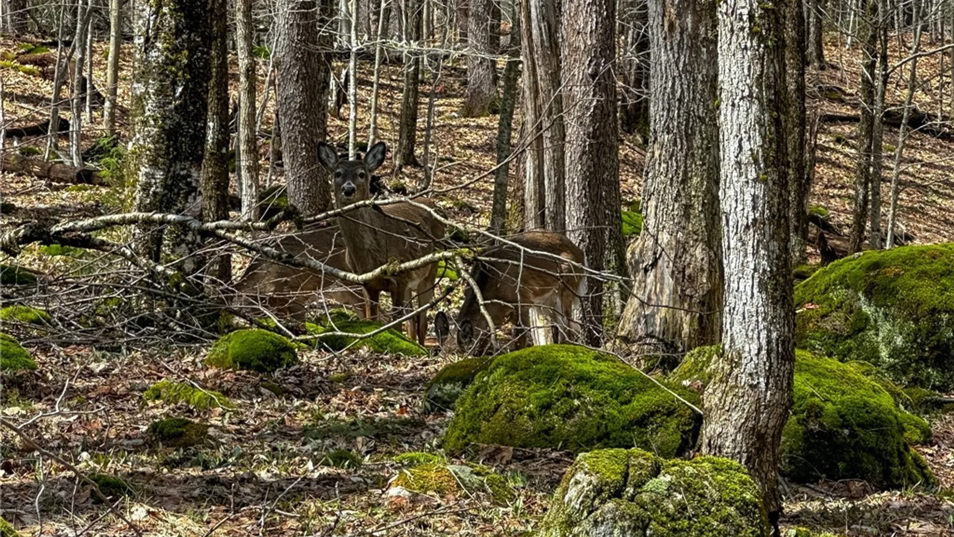 Property at 291 Joy Tract Road, Webb, NY 13420 21