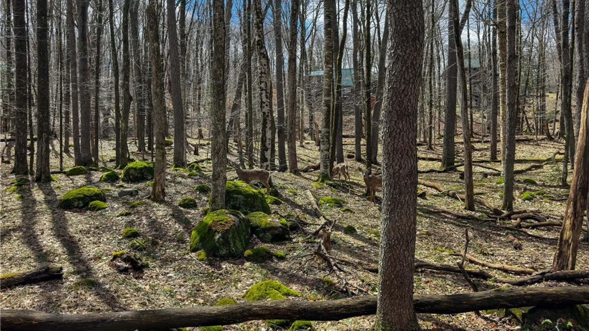 Property at 291 Joy Tract Road, Webb, NY 13420 23