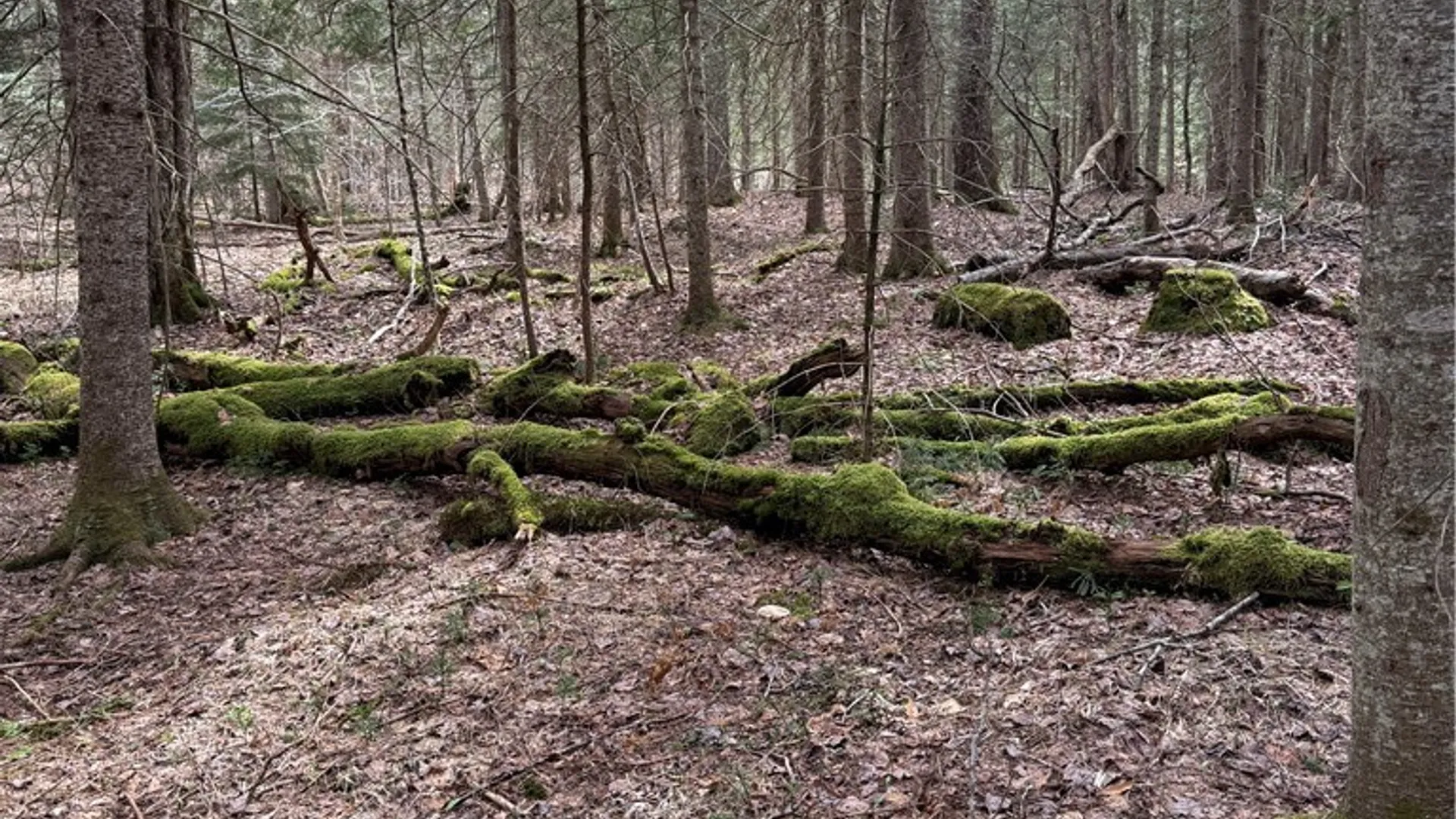 Property at Lot 96 West Rd., Forestport, NY 13338 8