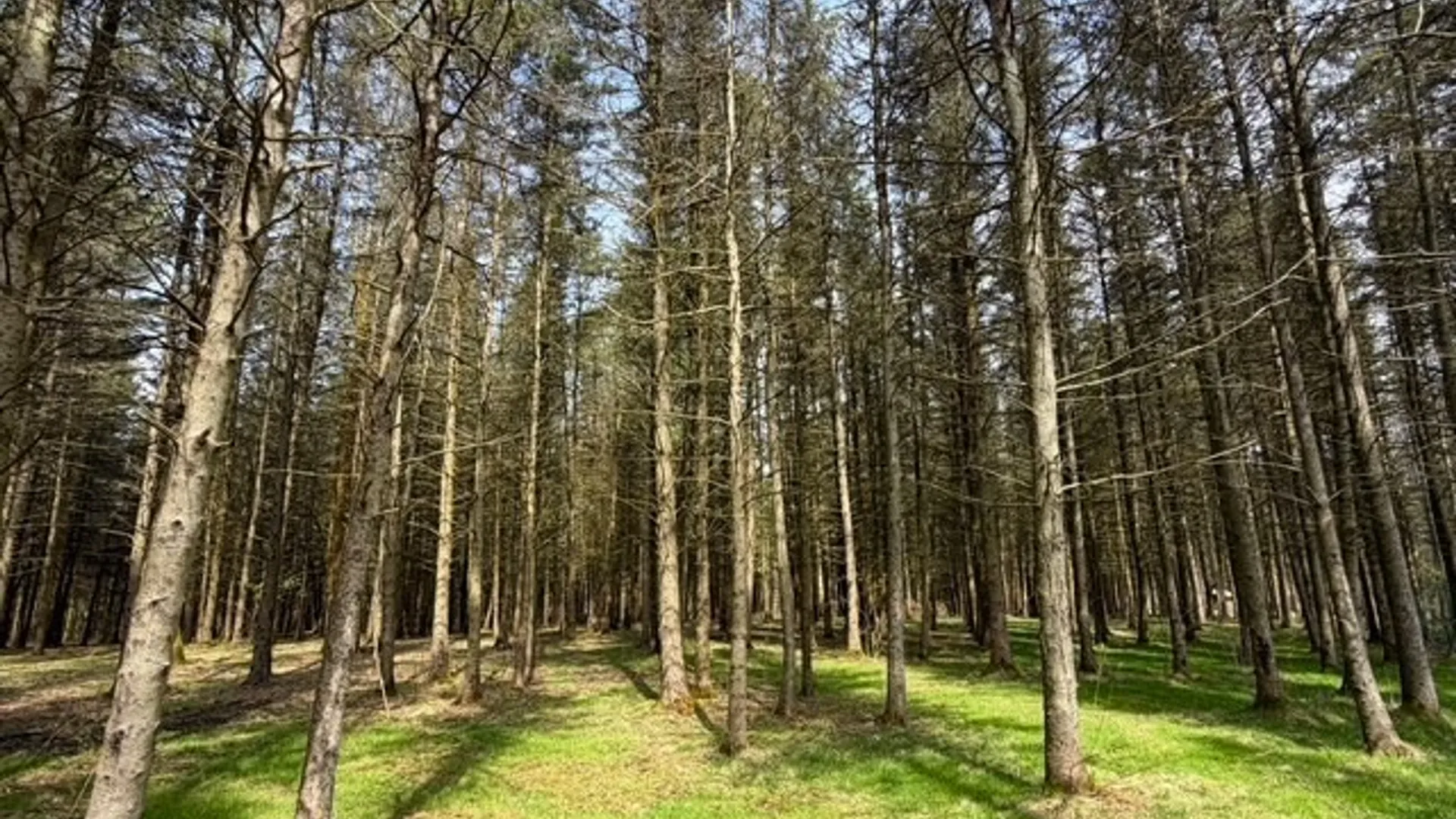 Property at 3453 Dutton, Clarksville, NY 14727 28