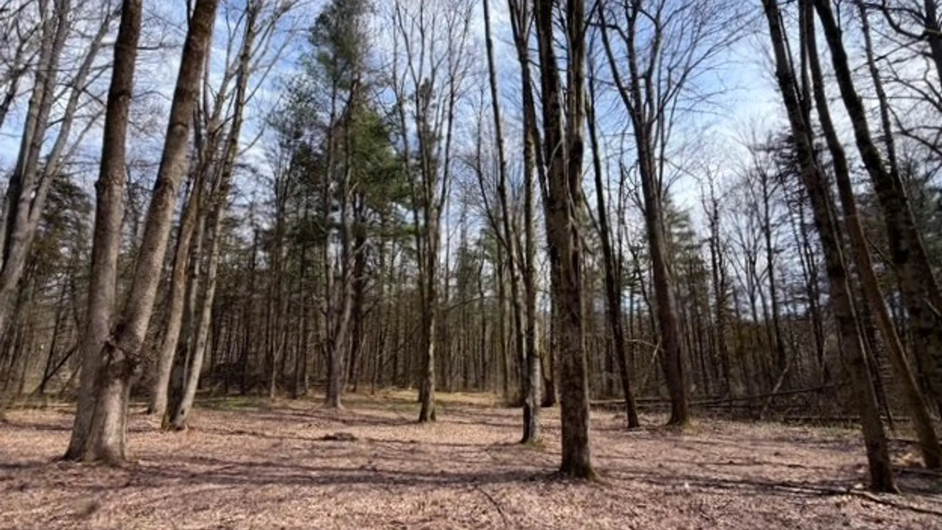 Property at 3453 Dutton, Clarksville, NY 14727 33