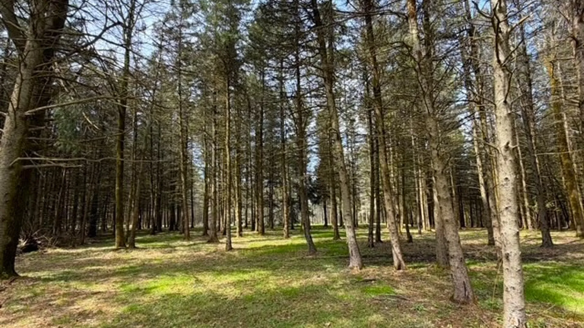 Property at 3453 Dutton, Clarksville, NY 14727 45