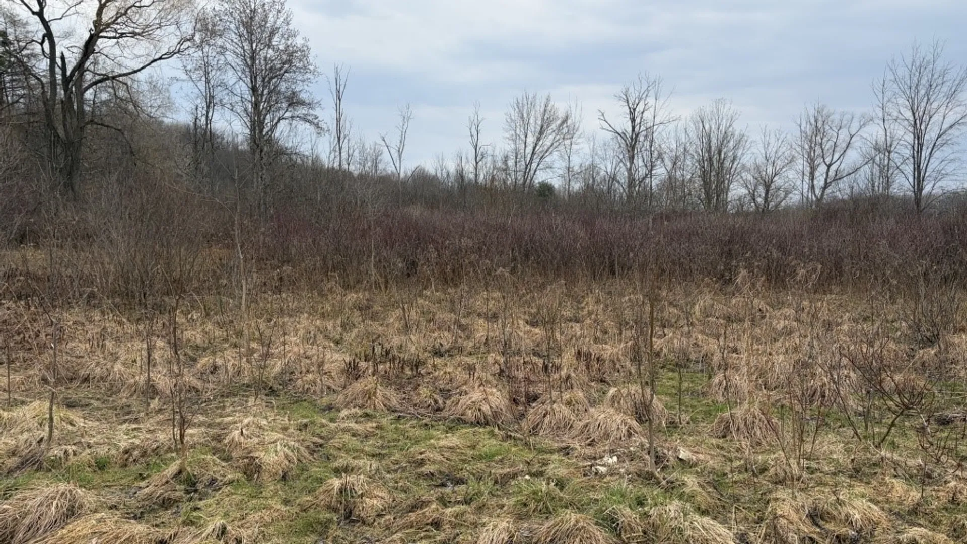Property at S Pearl Street, Carroll, NY 14738 4