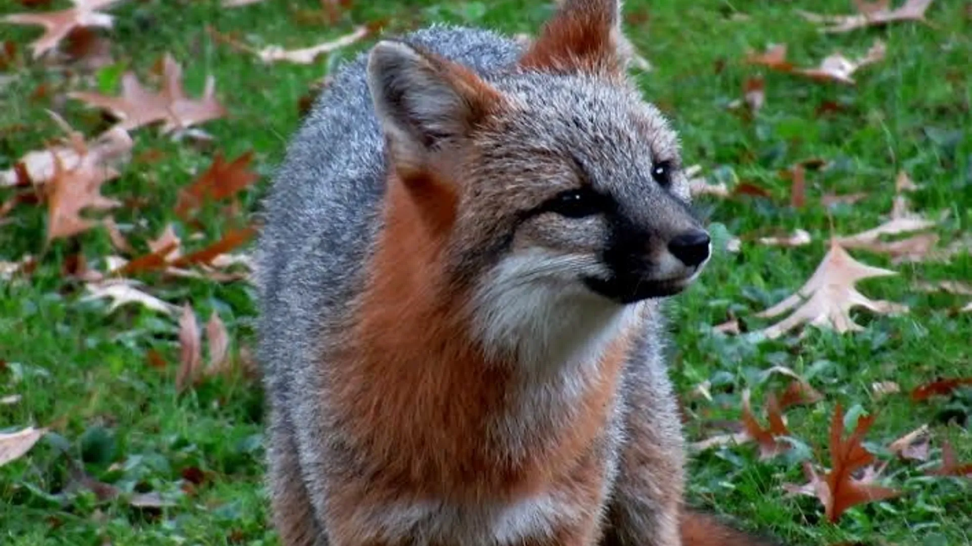 Property at 3 Greene AKA Green Street, Alfred, NY 14802 42