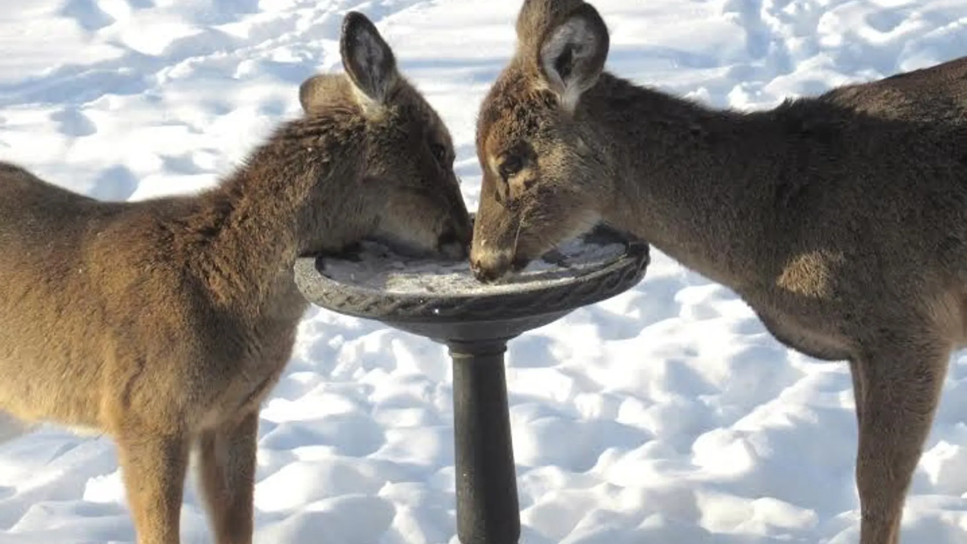 Property at 3 Greene AKA Green Street, Alfred, NY 14802 43