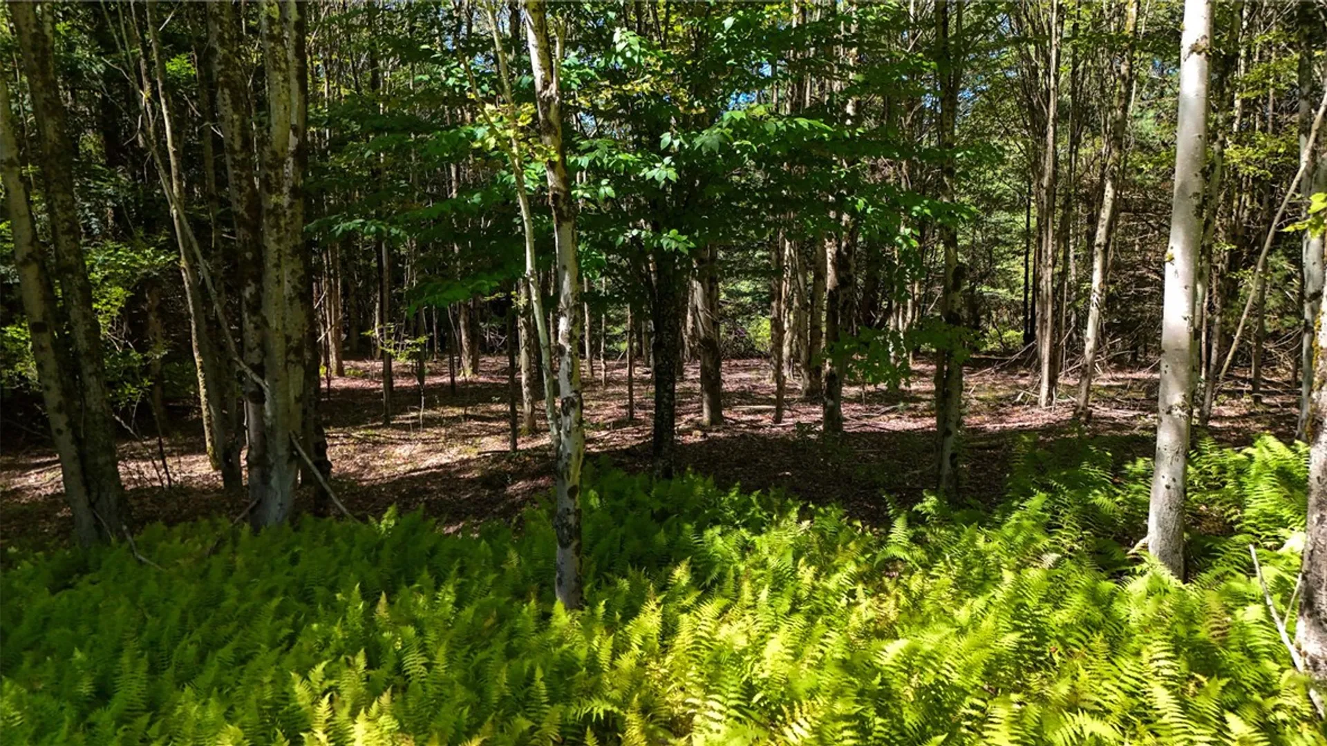 Property at 6 County Highway 12, Laurens, NY 13796 8