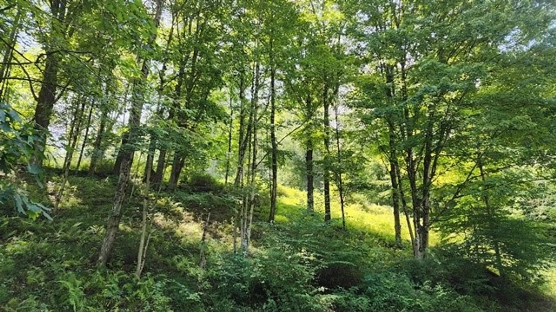 Property at 302 Jakes Ln./Mason Hill Rd., Gibson, PA 15832 11
