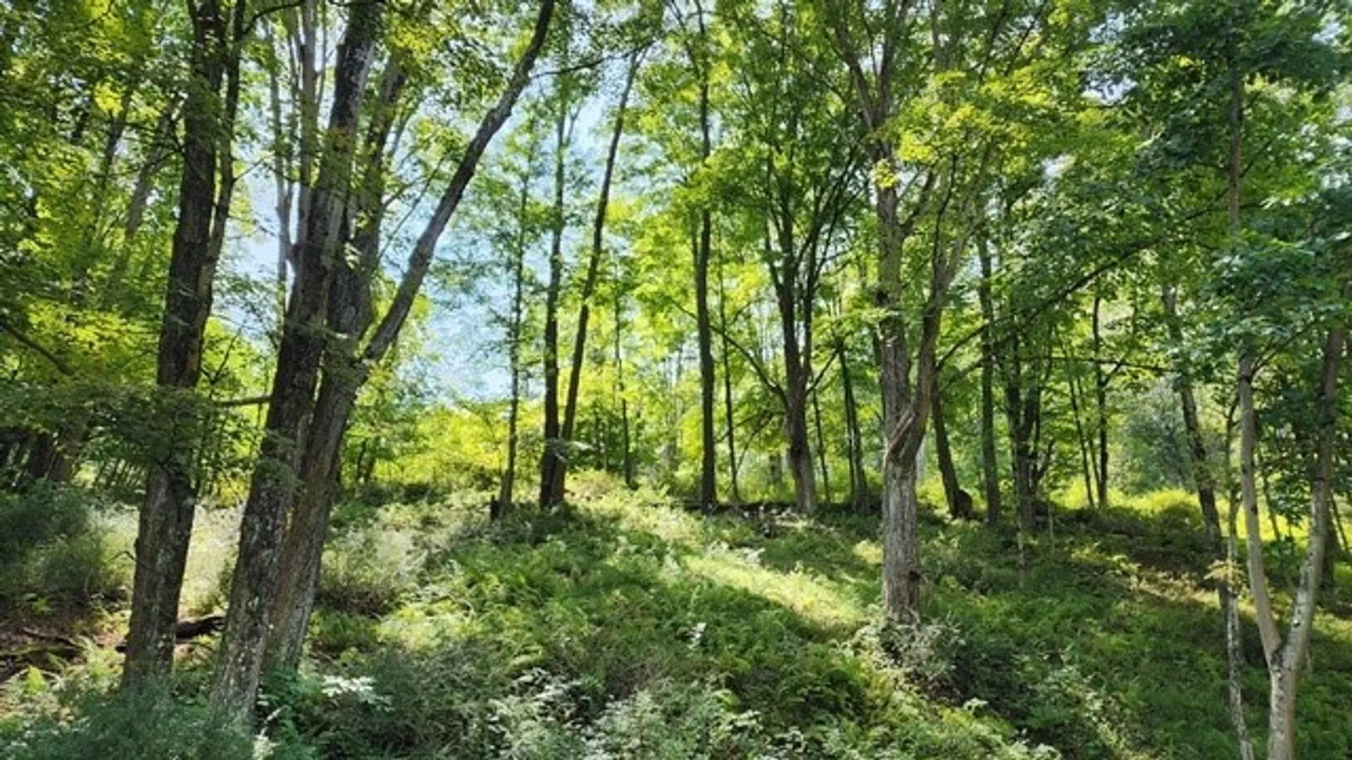 Property at 302 Jakes Ln./Mason Hill Rd., Gibson, PA 15832 14