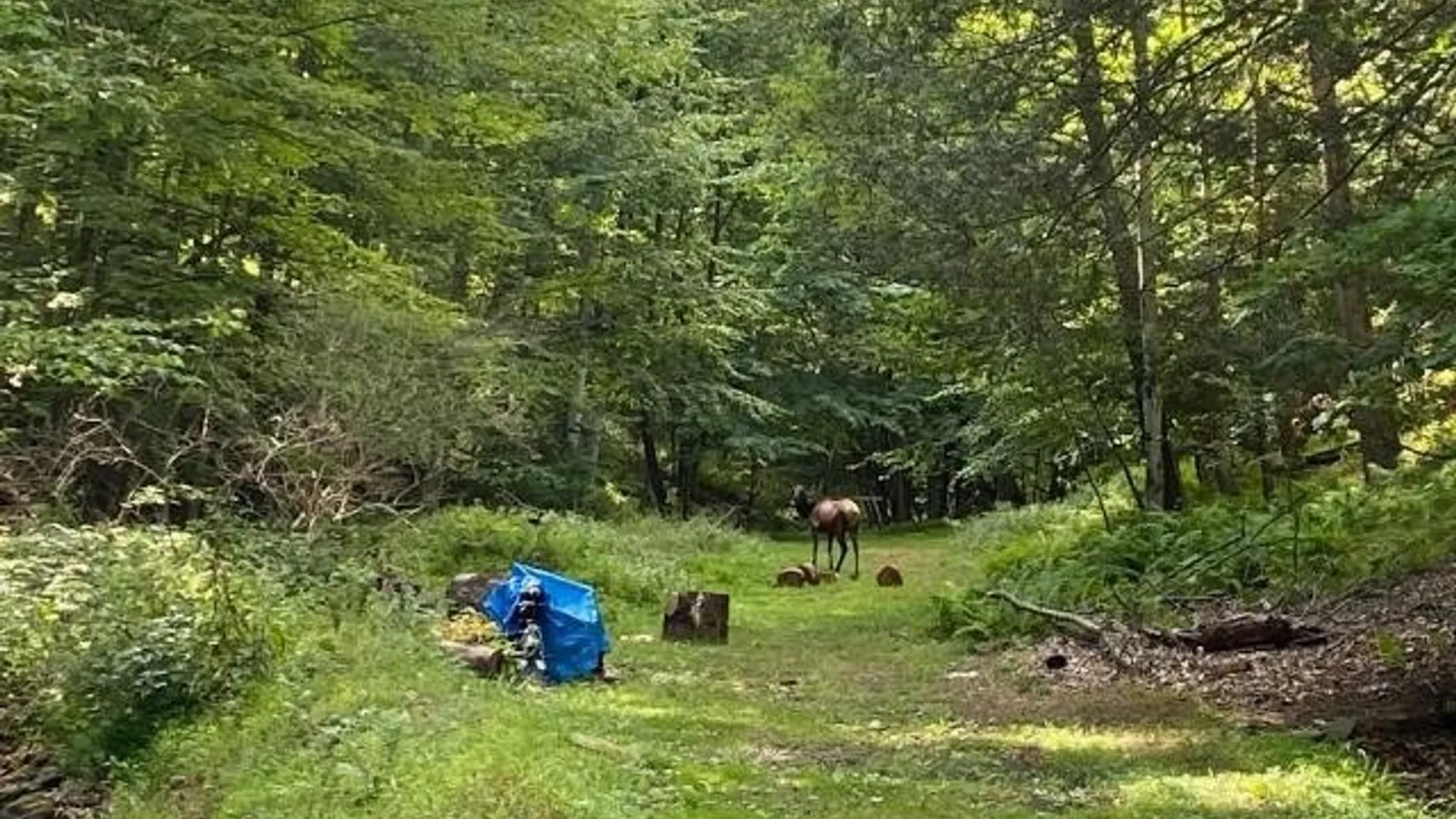 Property at 302 Jakes Ln./Mason Hill Rd., Gibson, PA 15832 19