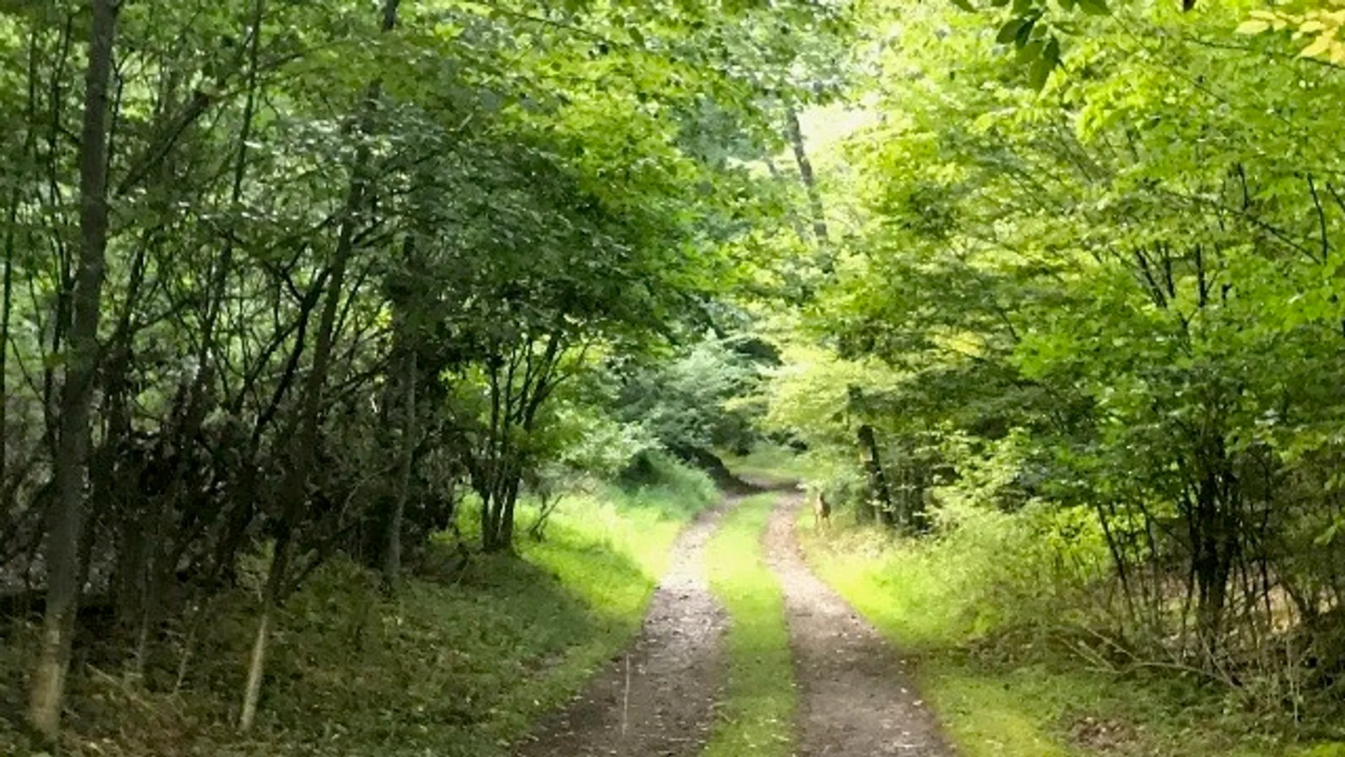 Property at 302 Jakes Ln./Mason Hill Rd., Gibson, PA 15832 8