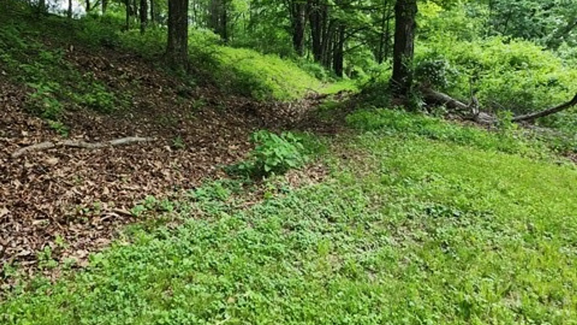 Property at 302 Jakes Ln./Mason Hill Rd., Gibson, PA 15832 9