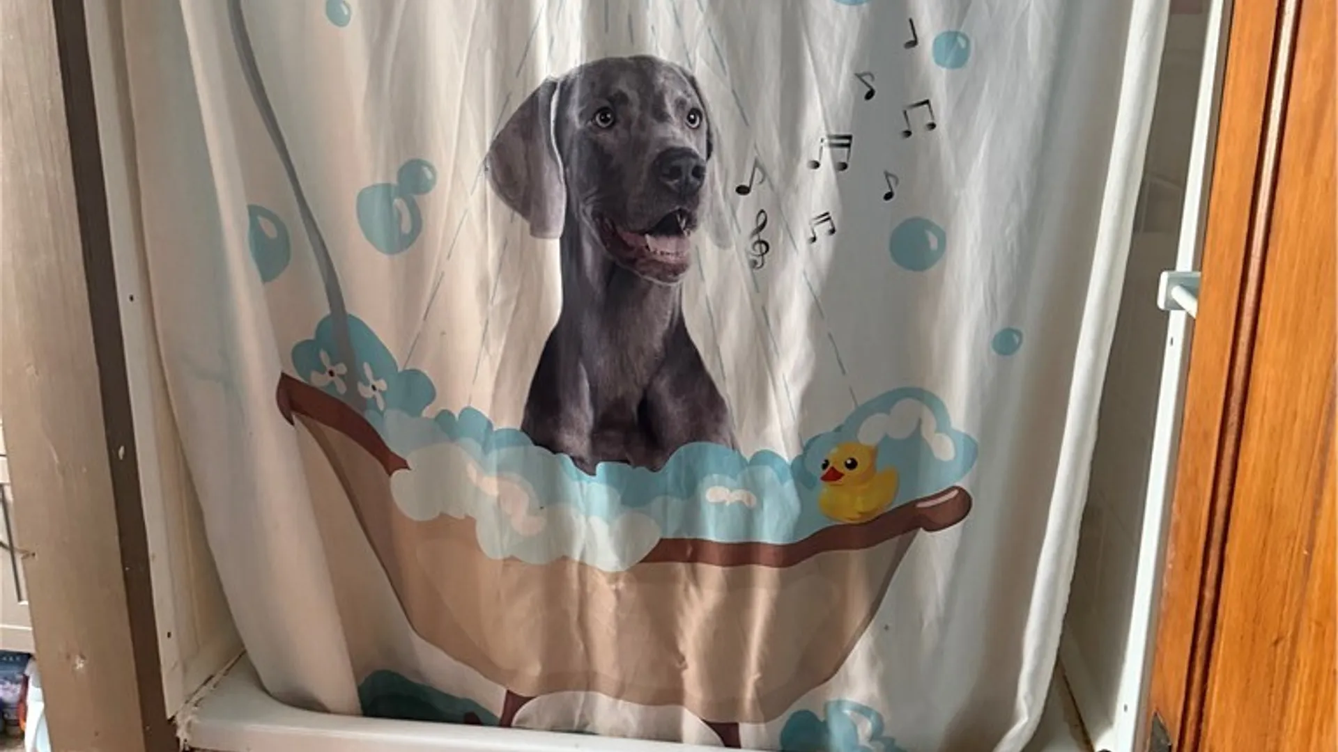 Property at 8305 Jordan Hill Road, Clarksville, NY 14715 19