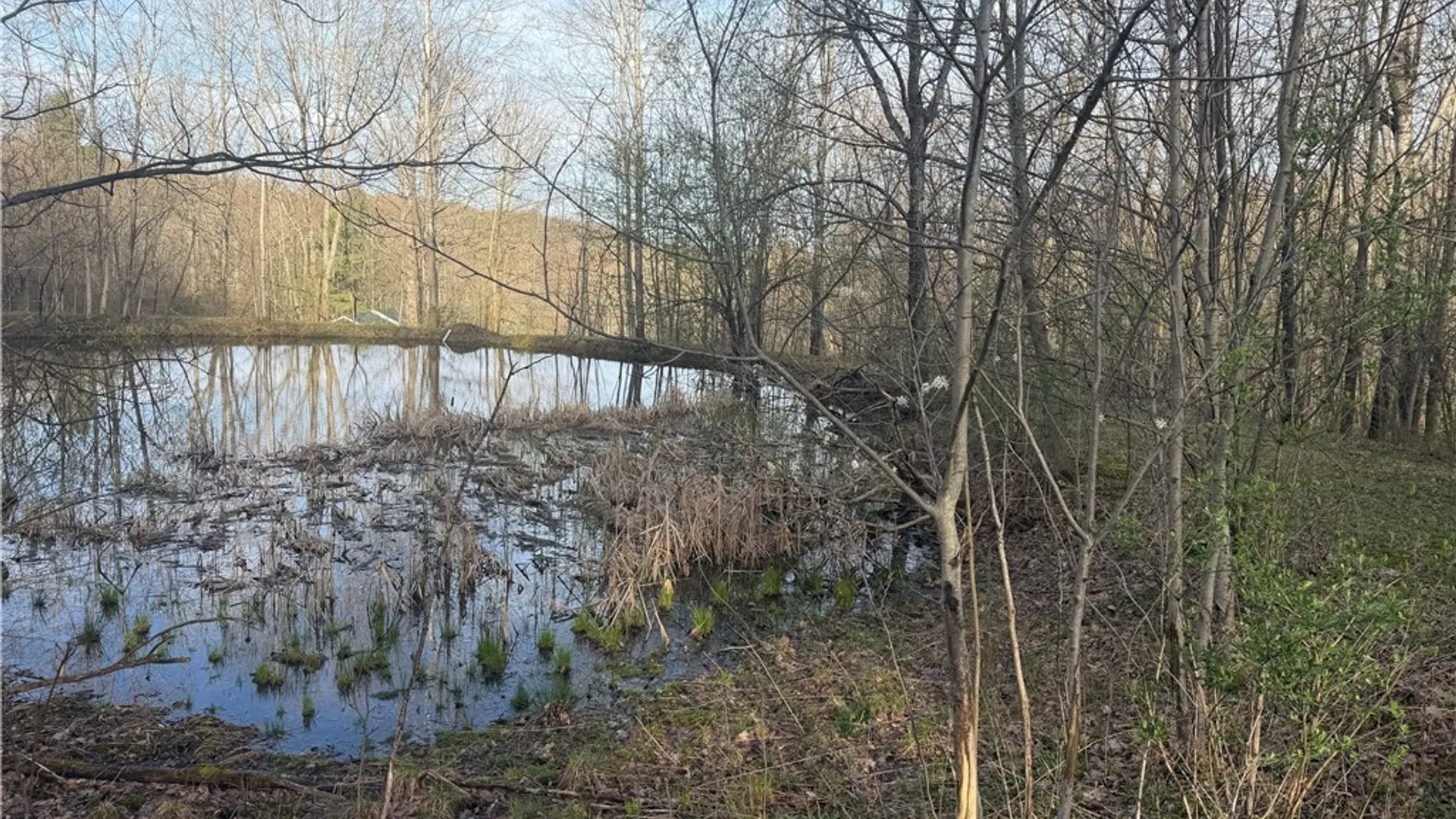 Property at 8305 Jordan Hill Road, Clarksville, NY 14715 9