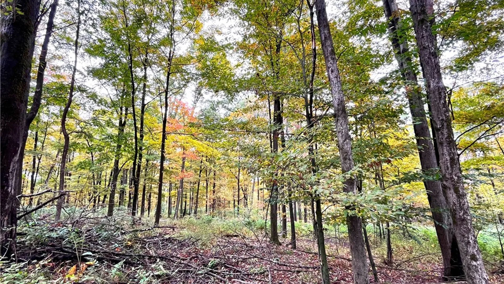 Property at 2856 Zimmer Road, Wirt, NY 14739 30