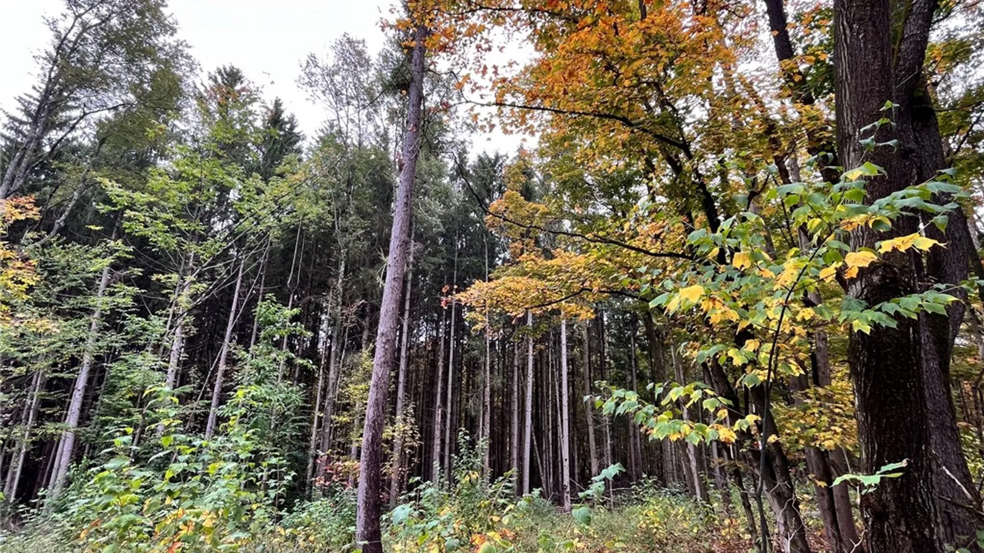 Property at 2856 Zimmer Road, Wirt, NY 14739 33