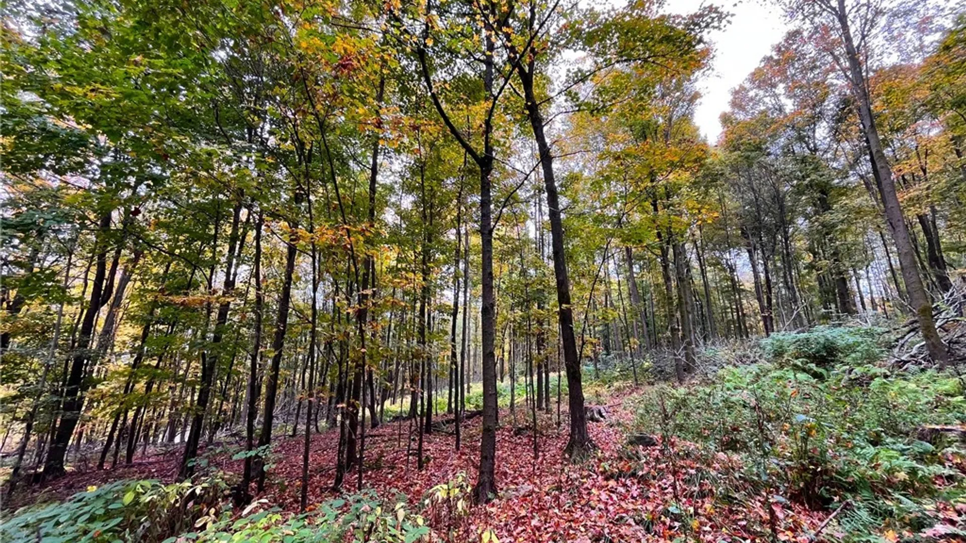 Property at 2856 Zimmer Road, Wirt, NY 14739 36