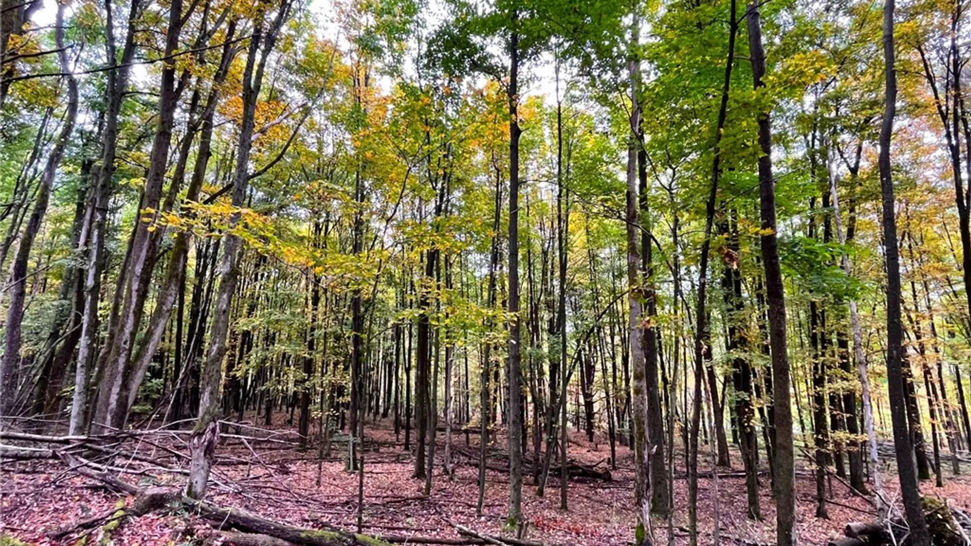 Property at 2856 Zimmer Road, Wirt, NY 14739 38