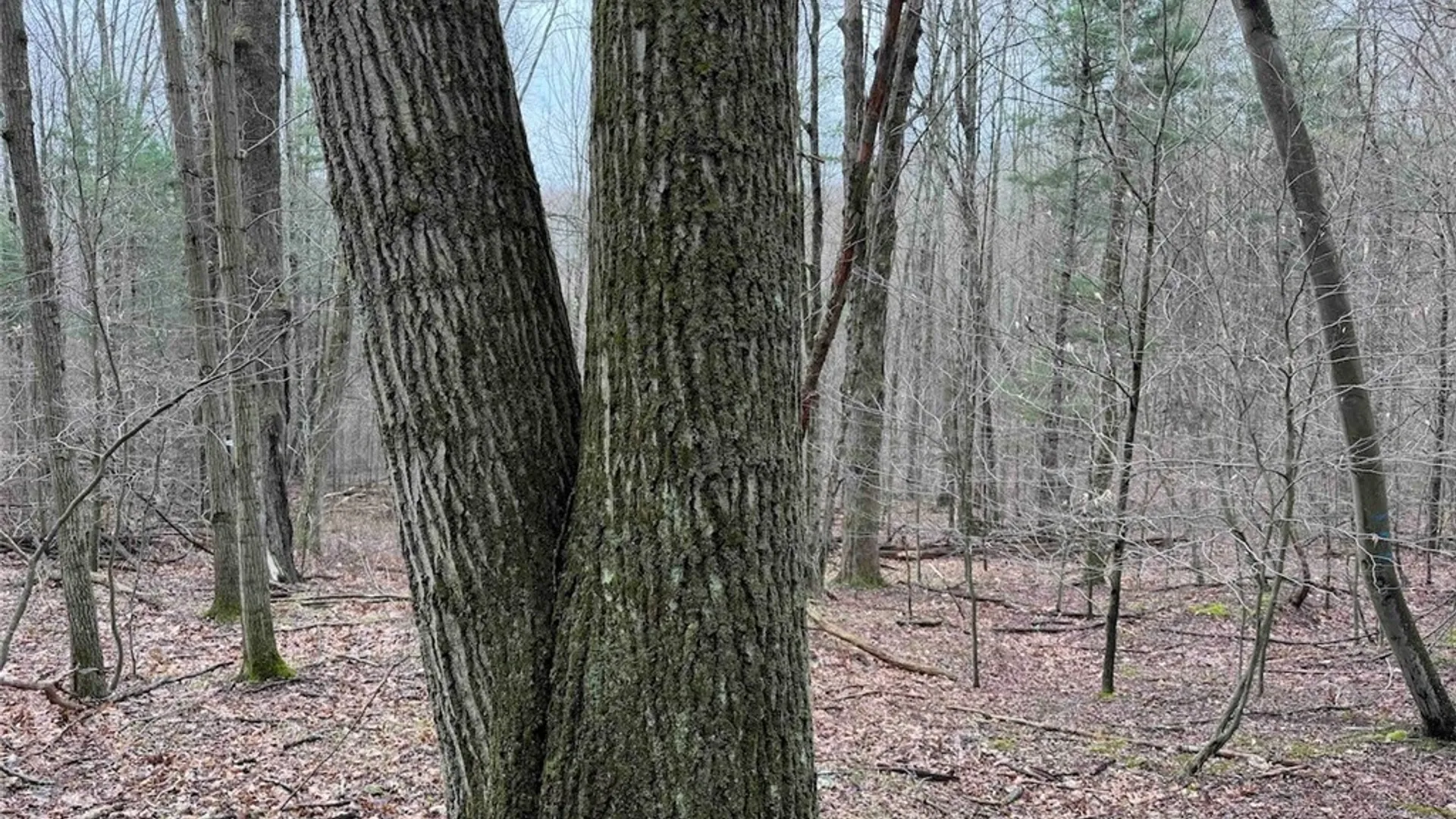 Property at McCann Hollow Road, Olean, NY 14760 22