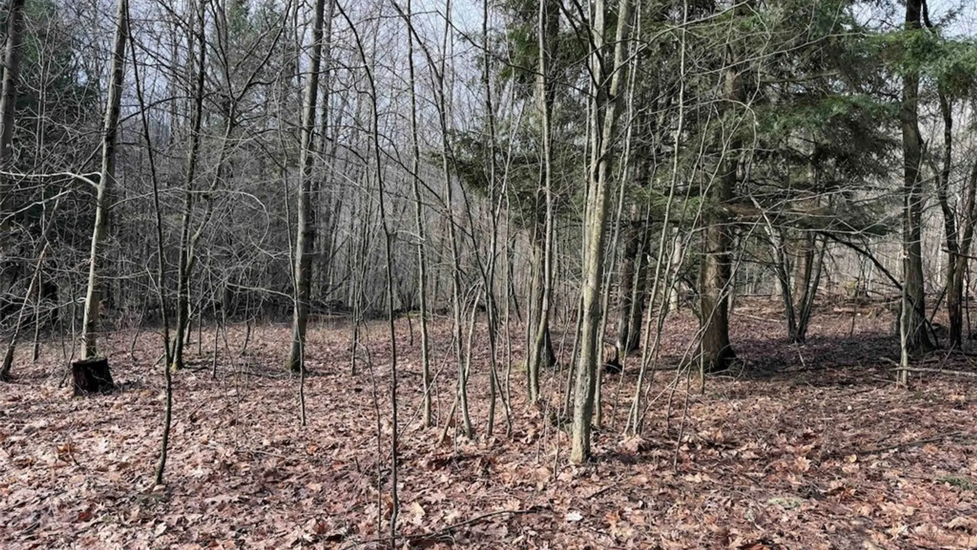 Property at McCann Hollow Road, Olean, NY 14760 31