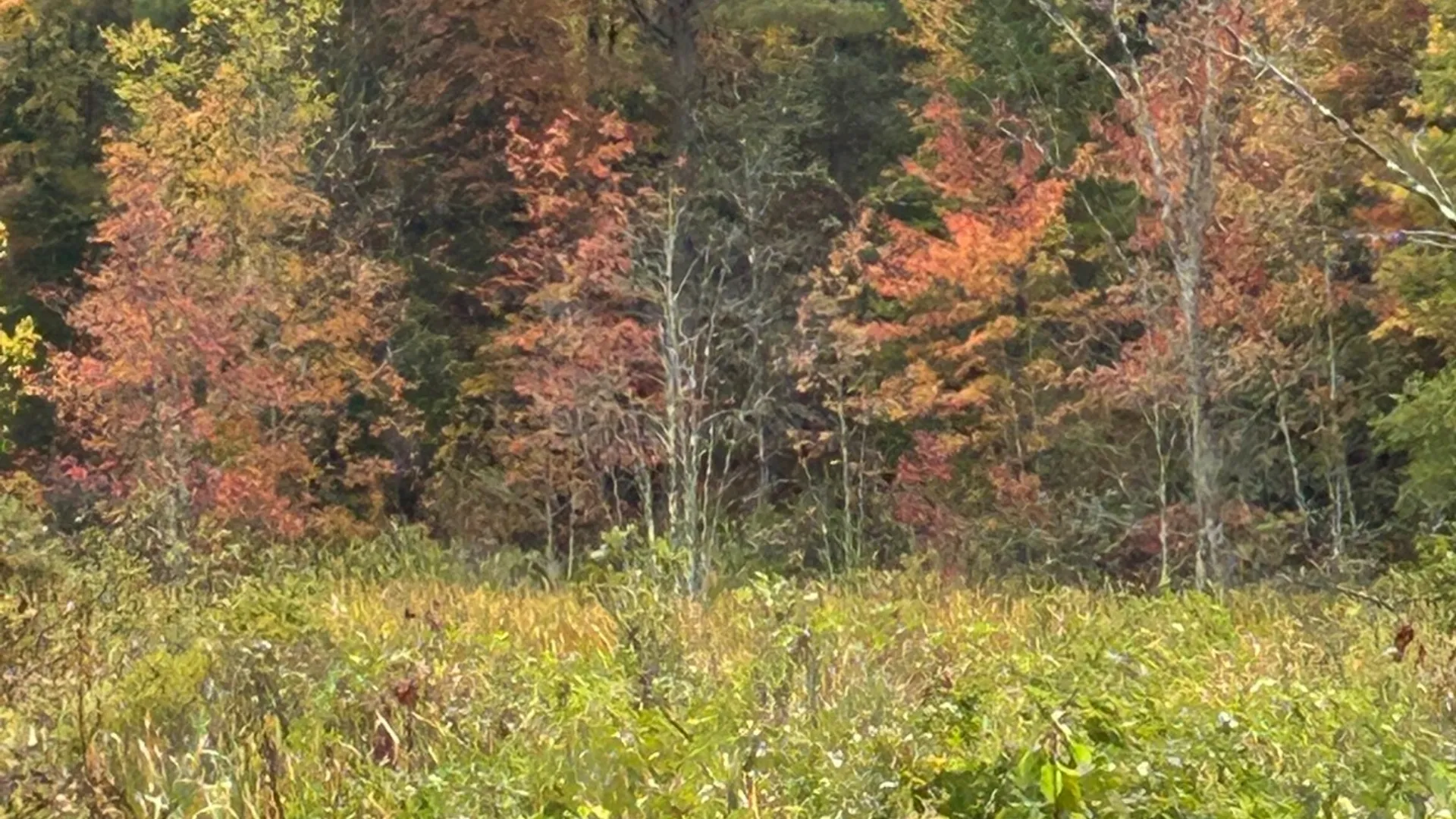 Property at 0 North Road, Dolgeville, NY 13329 3