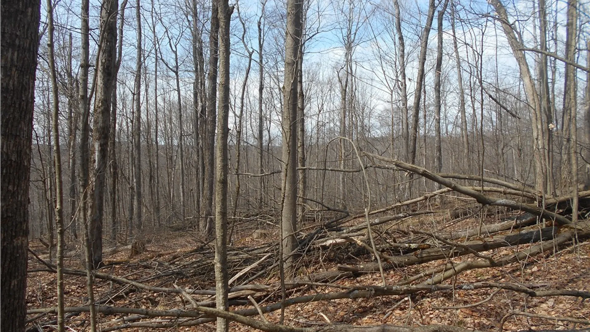 Property at 0 Bakerstand Road, Machias, NY 14101 10