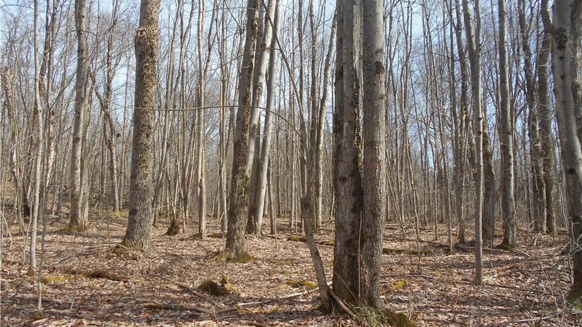 Property at 0 Bakerstand Road, Machias, NY 14101 11