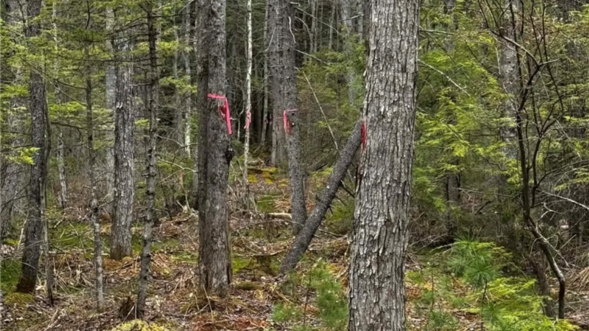 Property at 9249 Elpis Road, Vienna, NY 13316 16