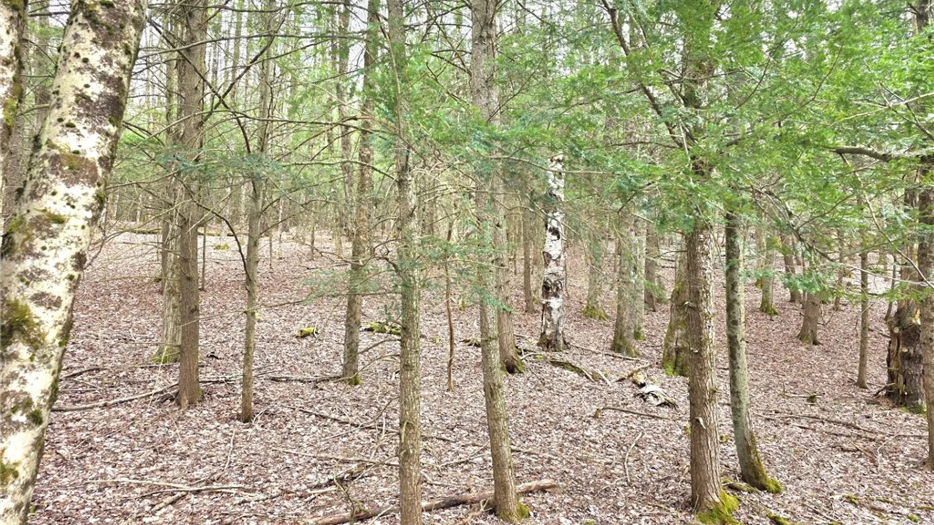 Property at County Highway 52, Middlefield, NY 13326 6