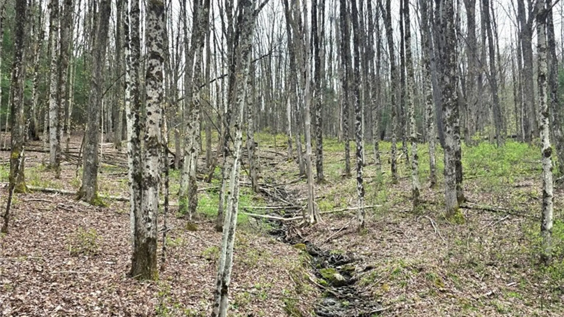 Property at County Highway 52, Middlefield, NY 13326 7