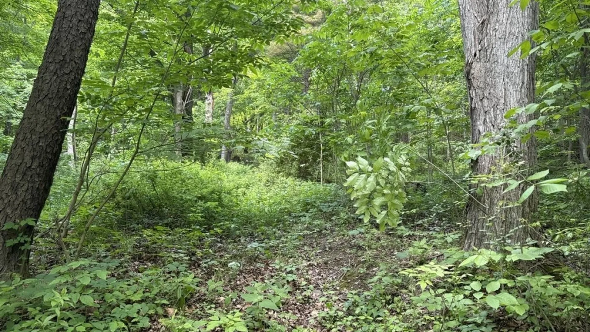 Property at 2190 Warren Road, Italy, NY 14507 4