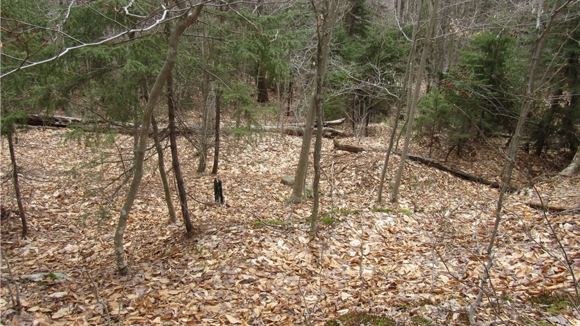 Property at Palisades Road, Webb, NY 13420 11