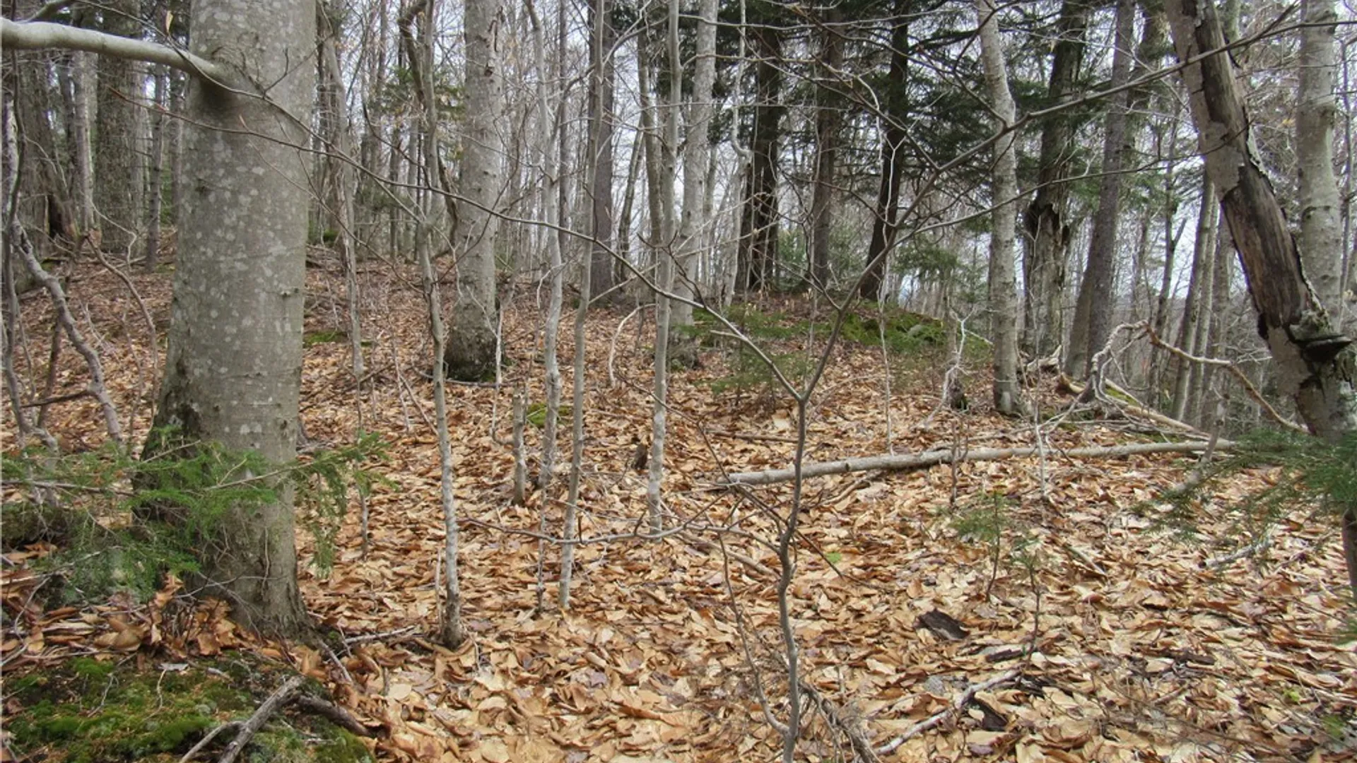 Property at Palisades Road, Webb, NY 13420 6