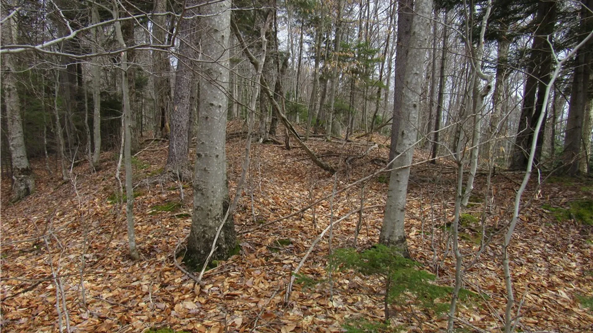 Property at Palisades Road, Webb, NY 13420 7