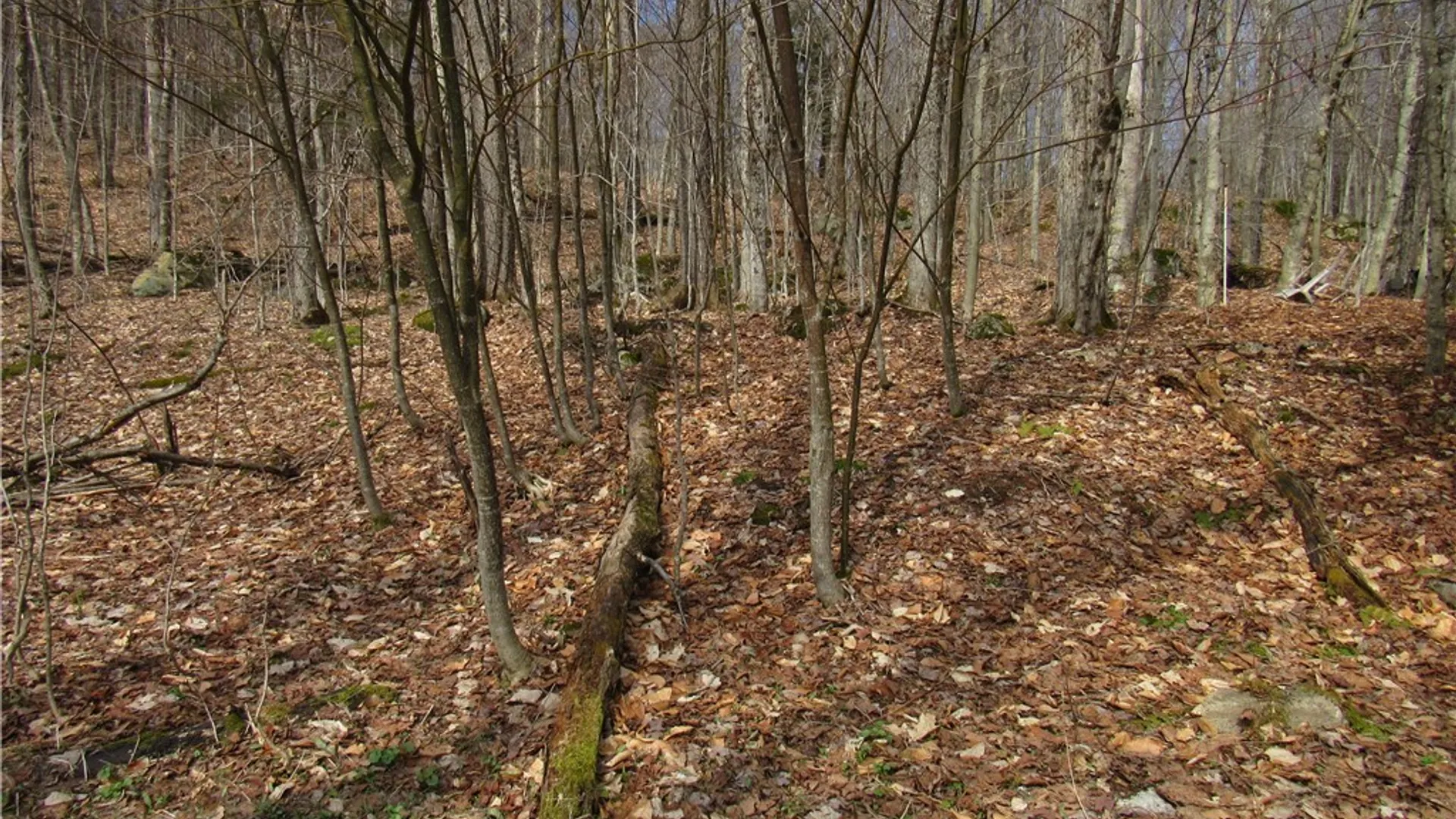 Property at Capron Road, Forestport, NY 13338 4