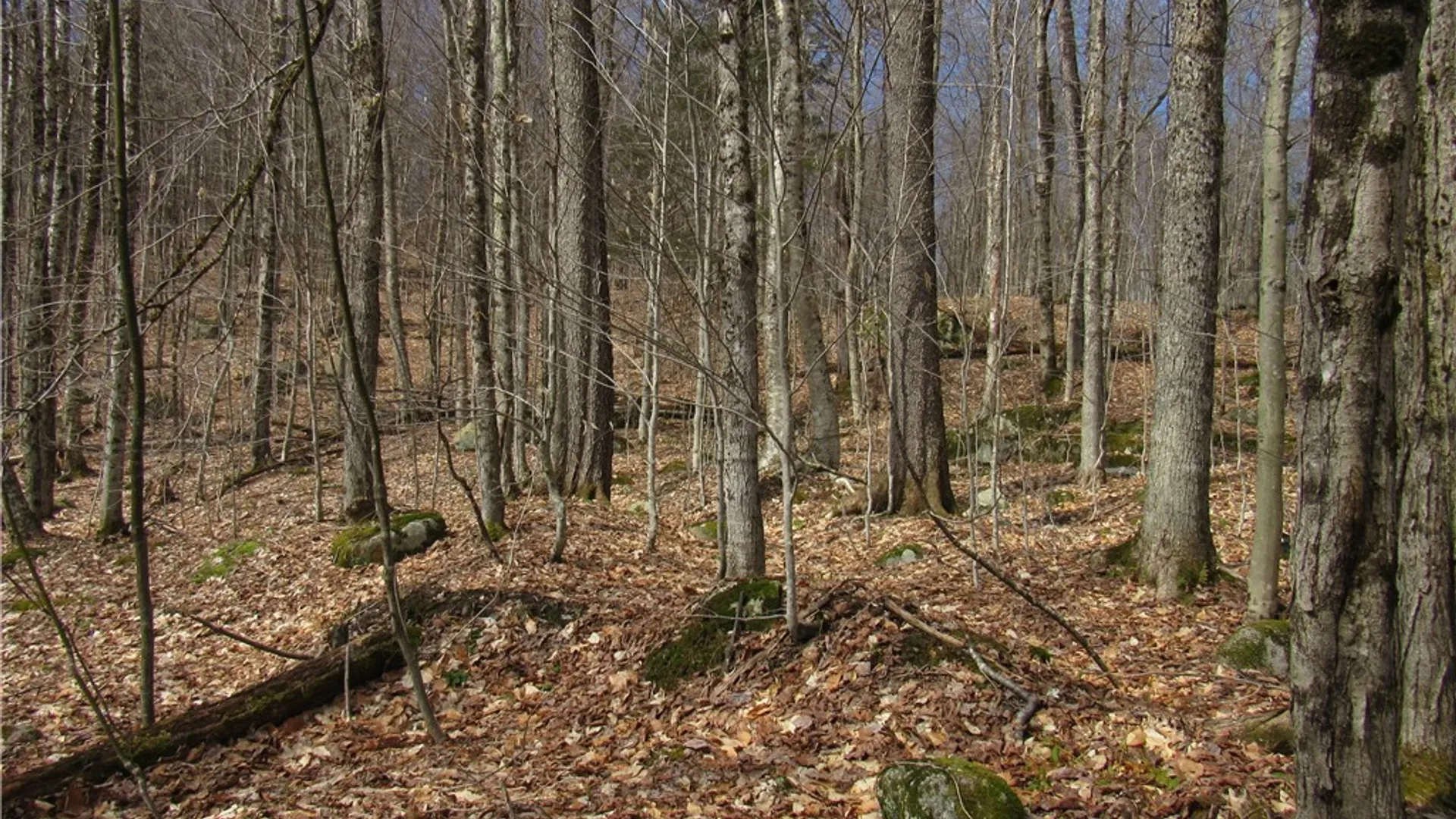 Property at Capron Road, Forestport, NY 13338 6