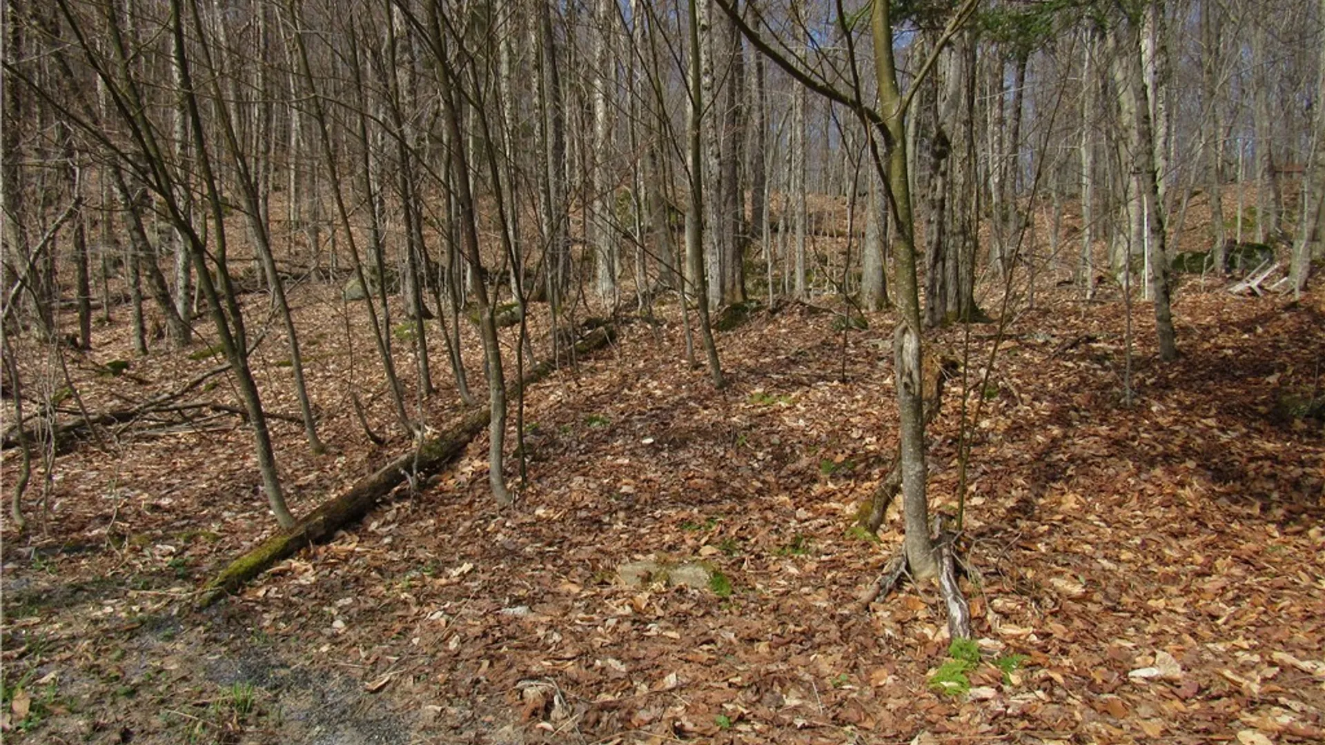 Property at Capron Road, Forestport, NY 13338 7